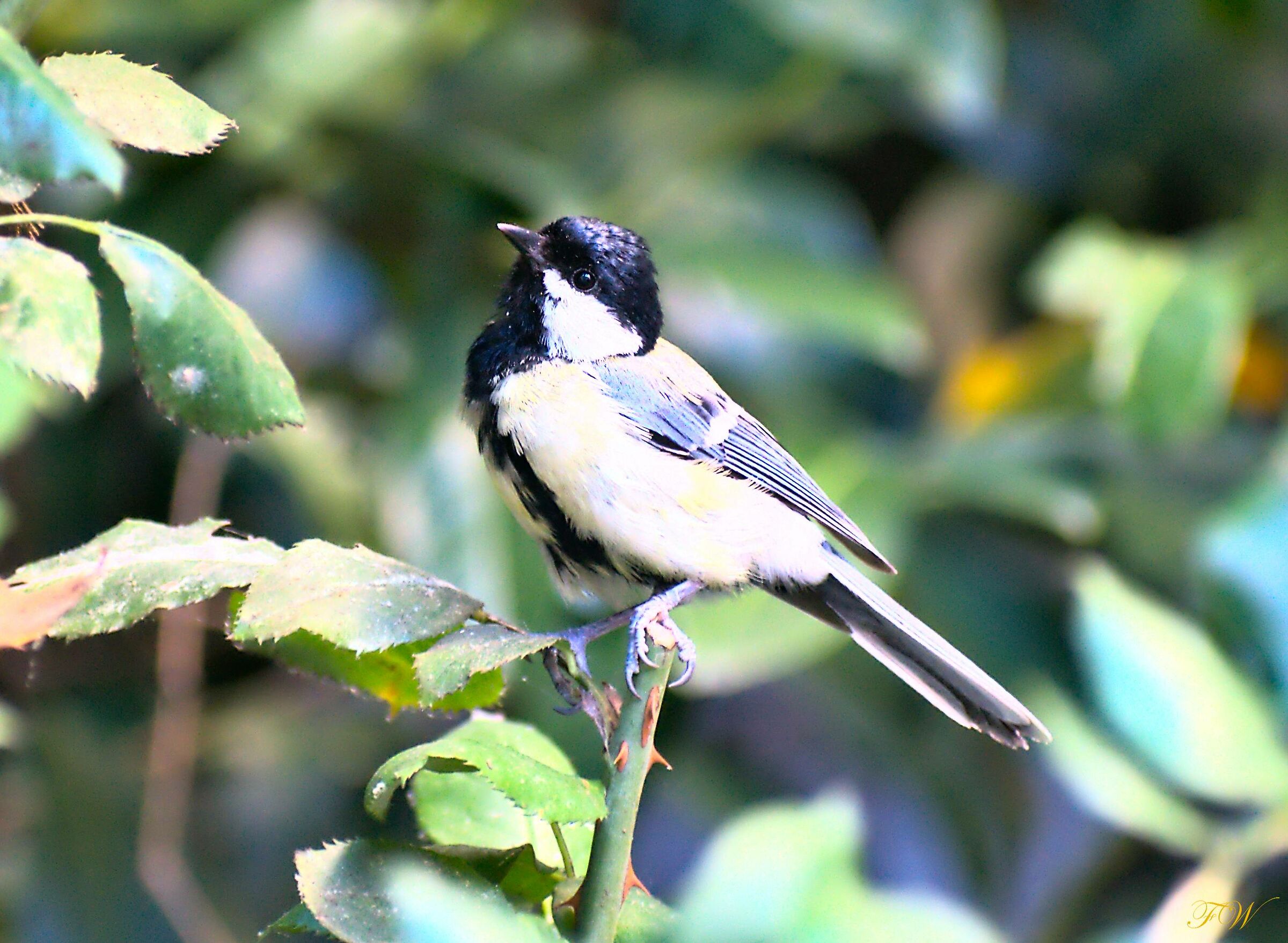 Male