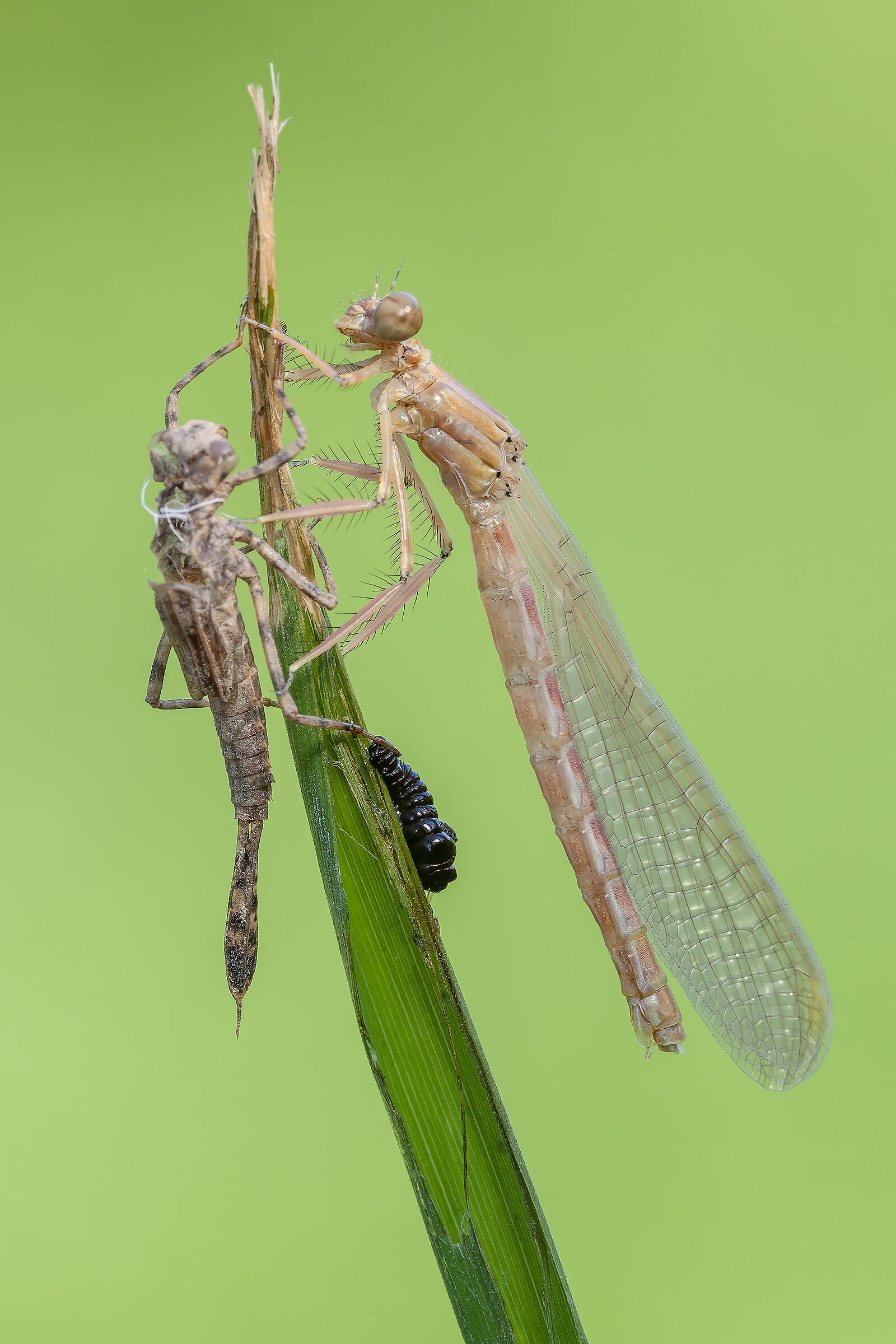 Calopteryx splendens appena nata