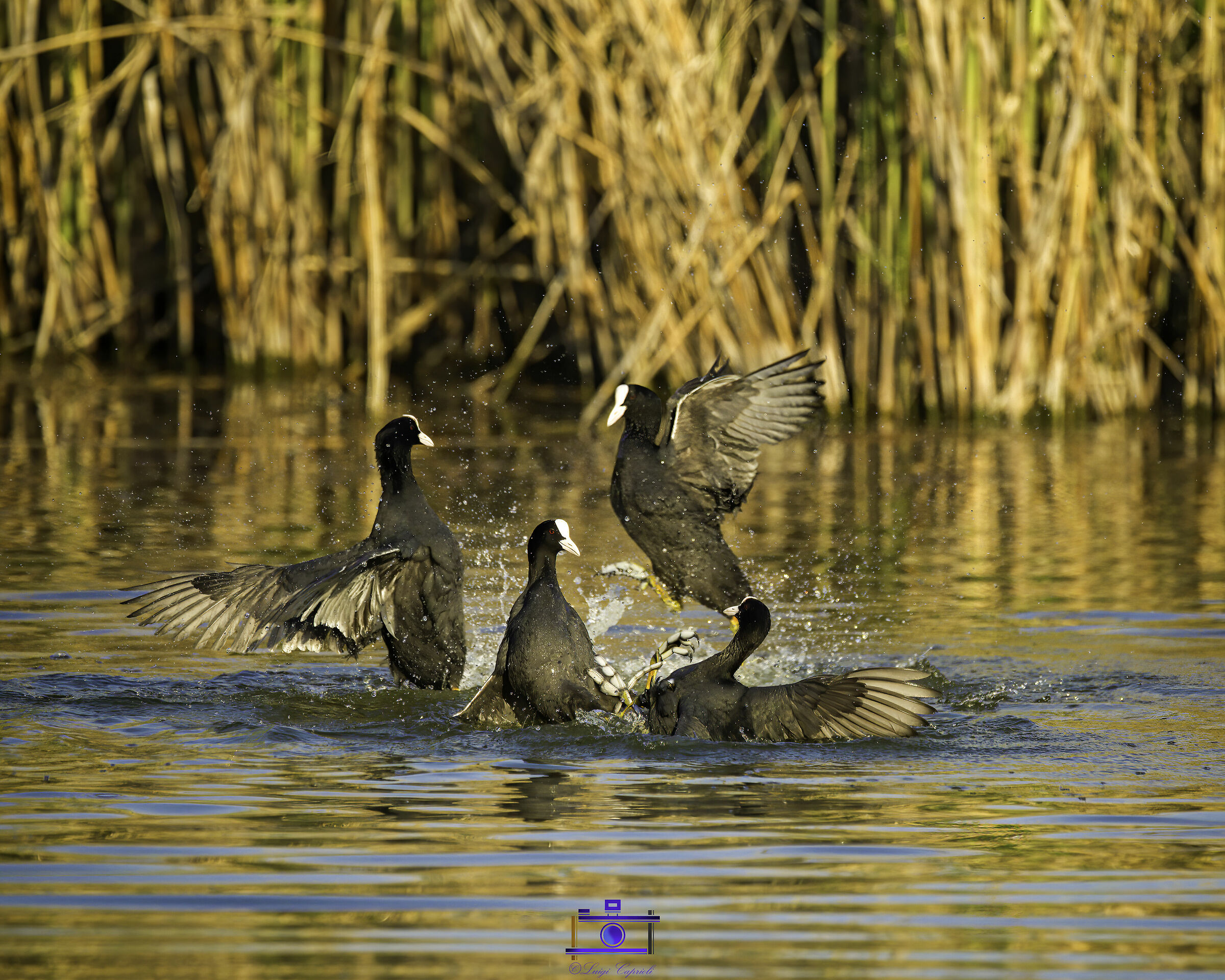 giochi d'acqua in torbiera