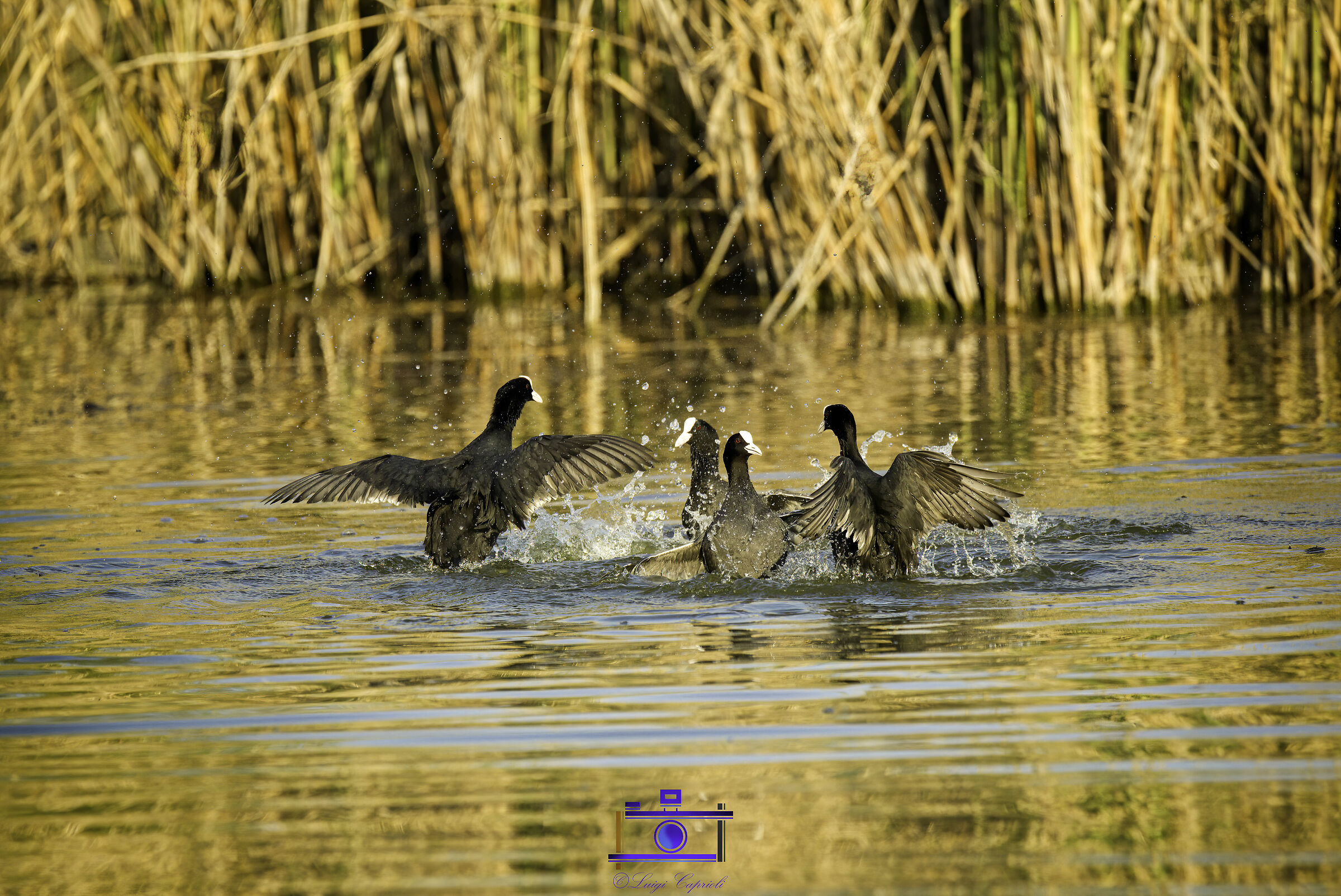 giochi d'acqua in torbiera