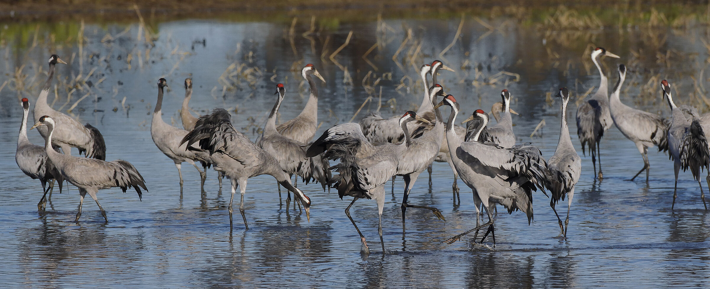 the dance of the cranes