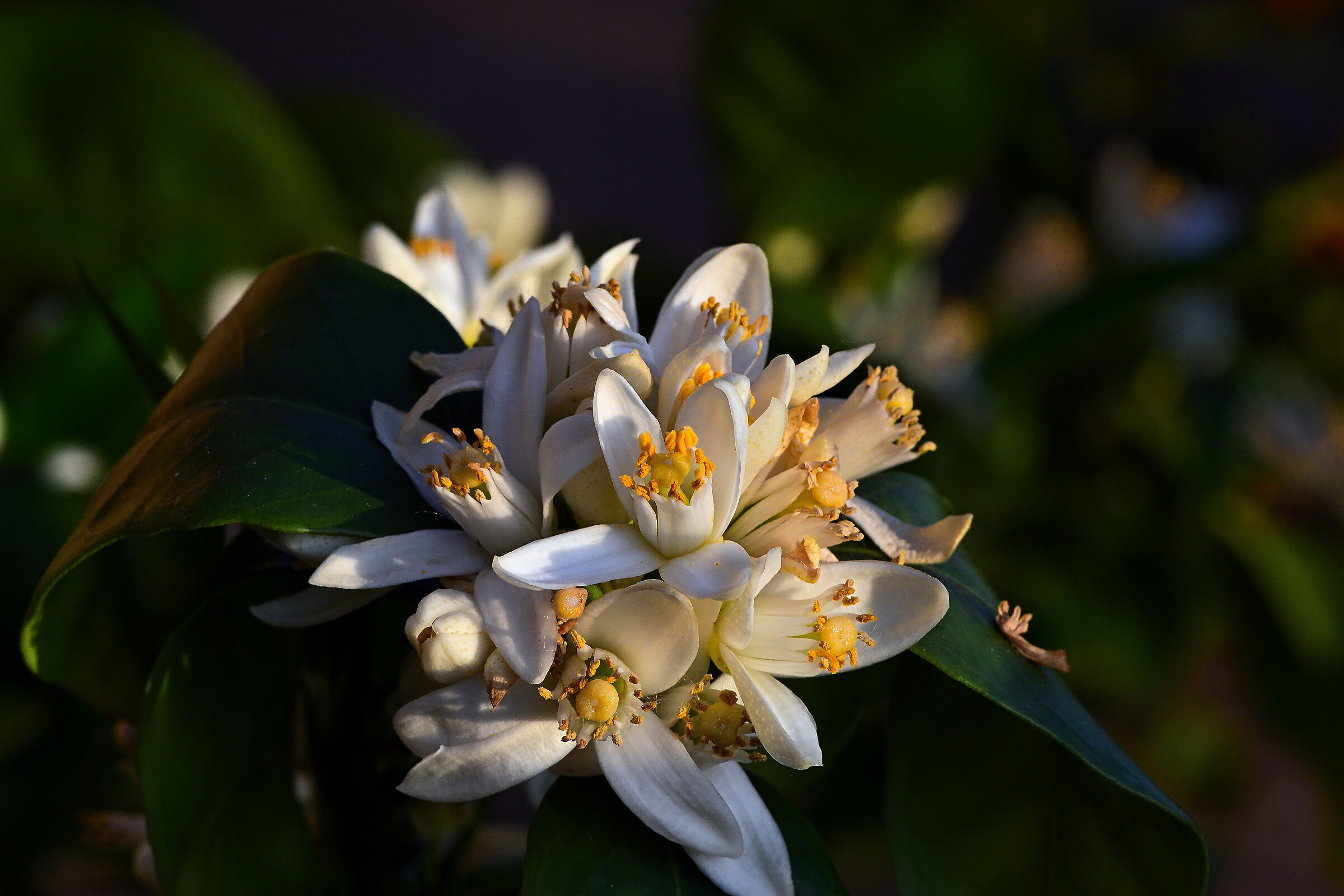 From the Garden of hesperides