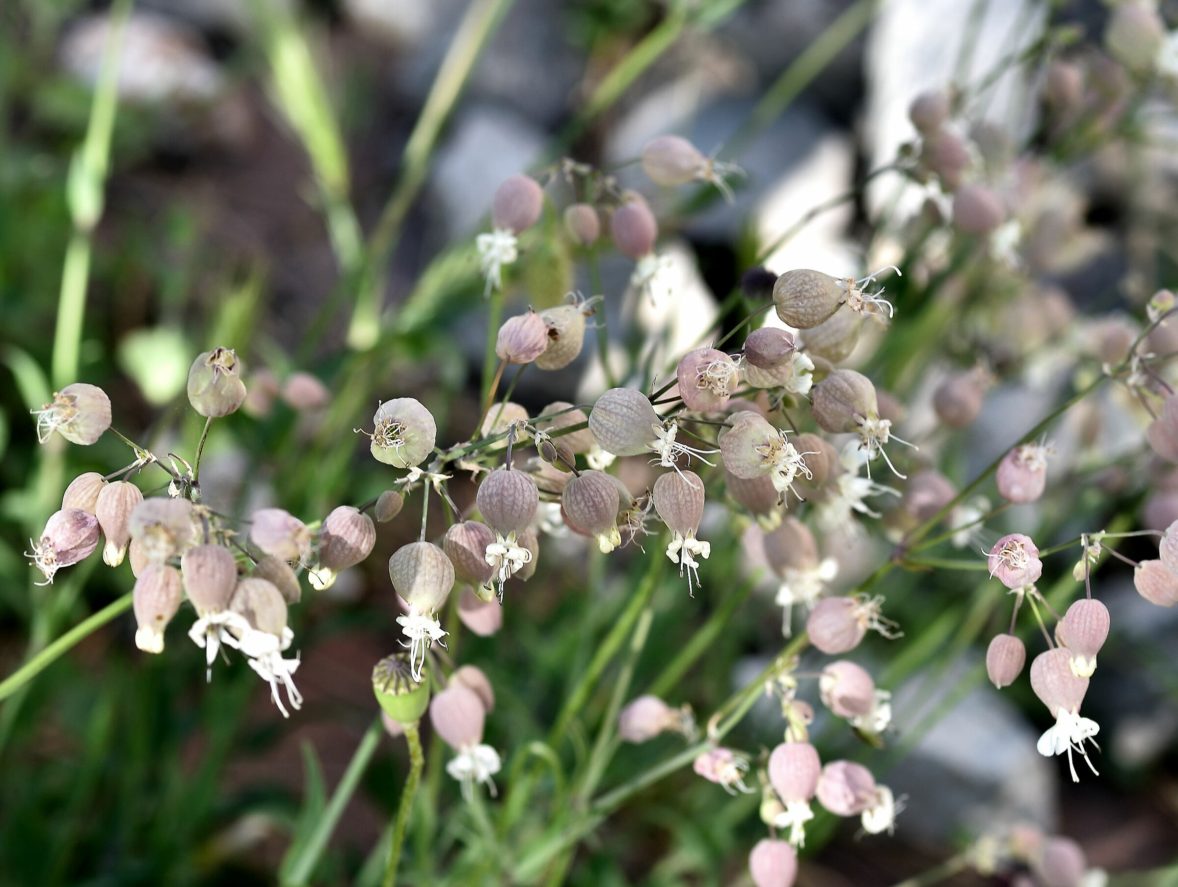 Lampioni cinesi in miniatura