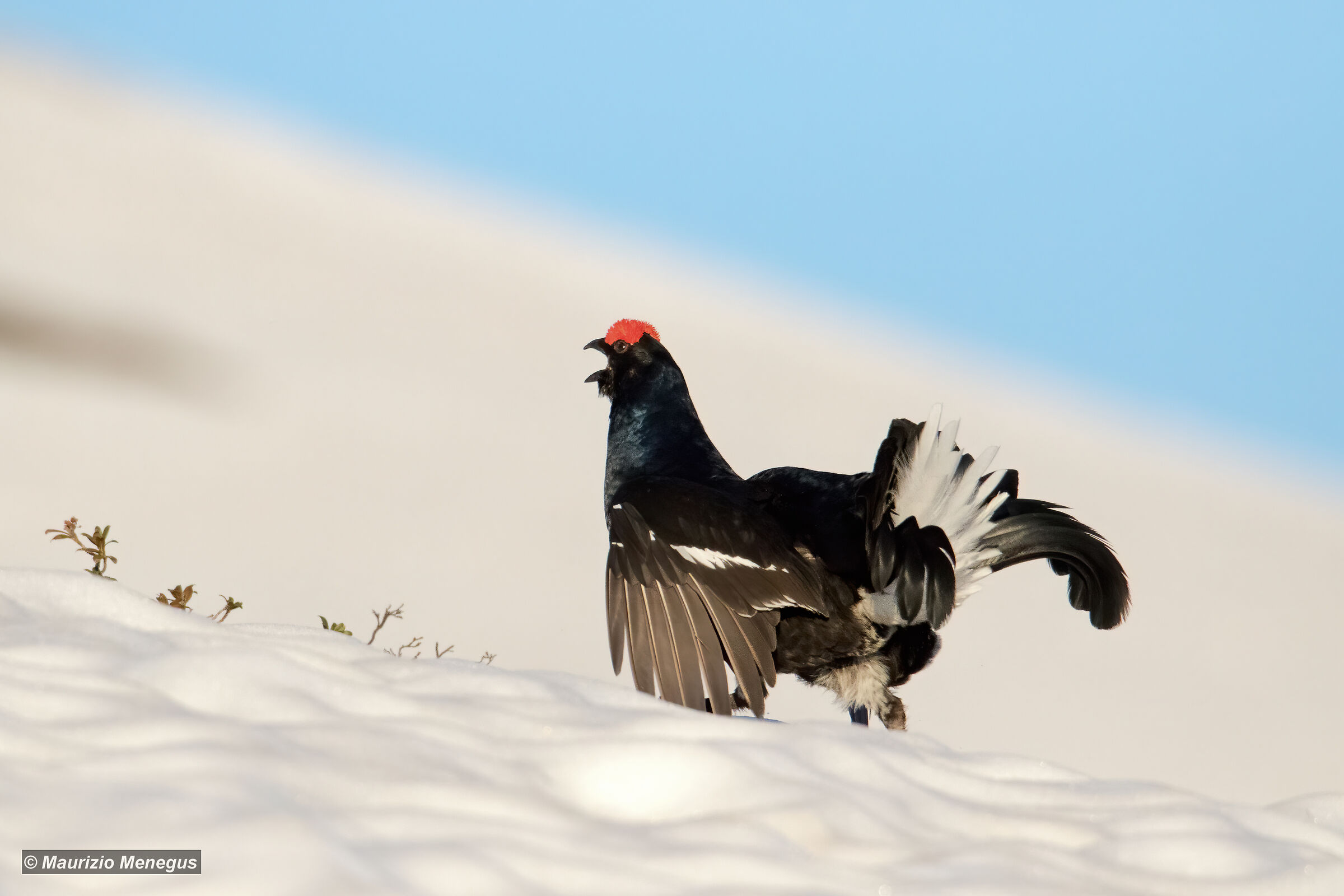 Gallo forcello in canto