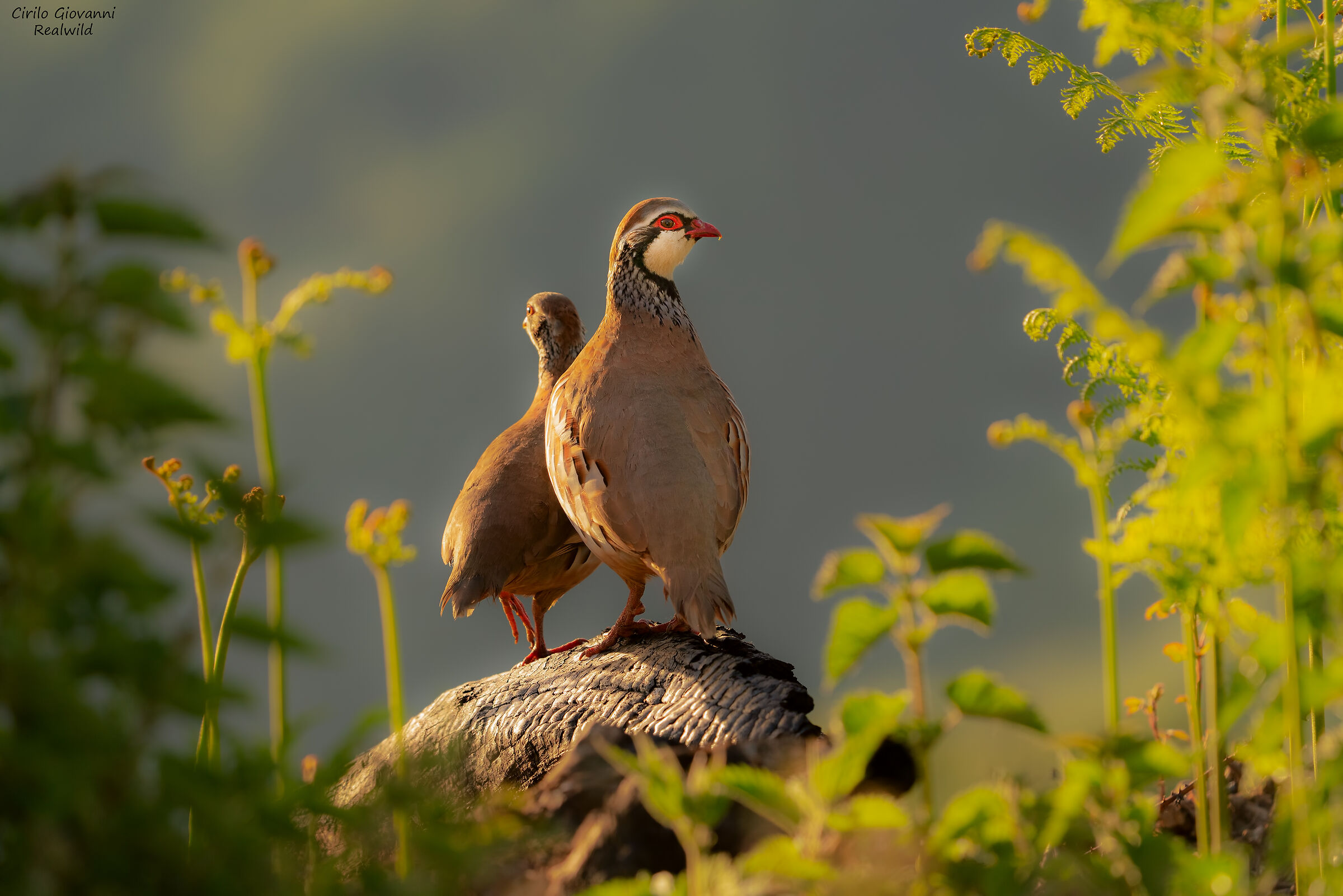 coppia di pernice rossa
