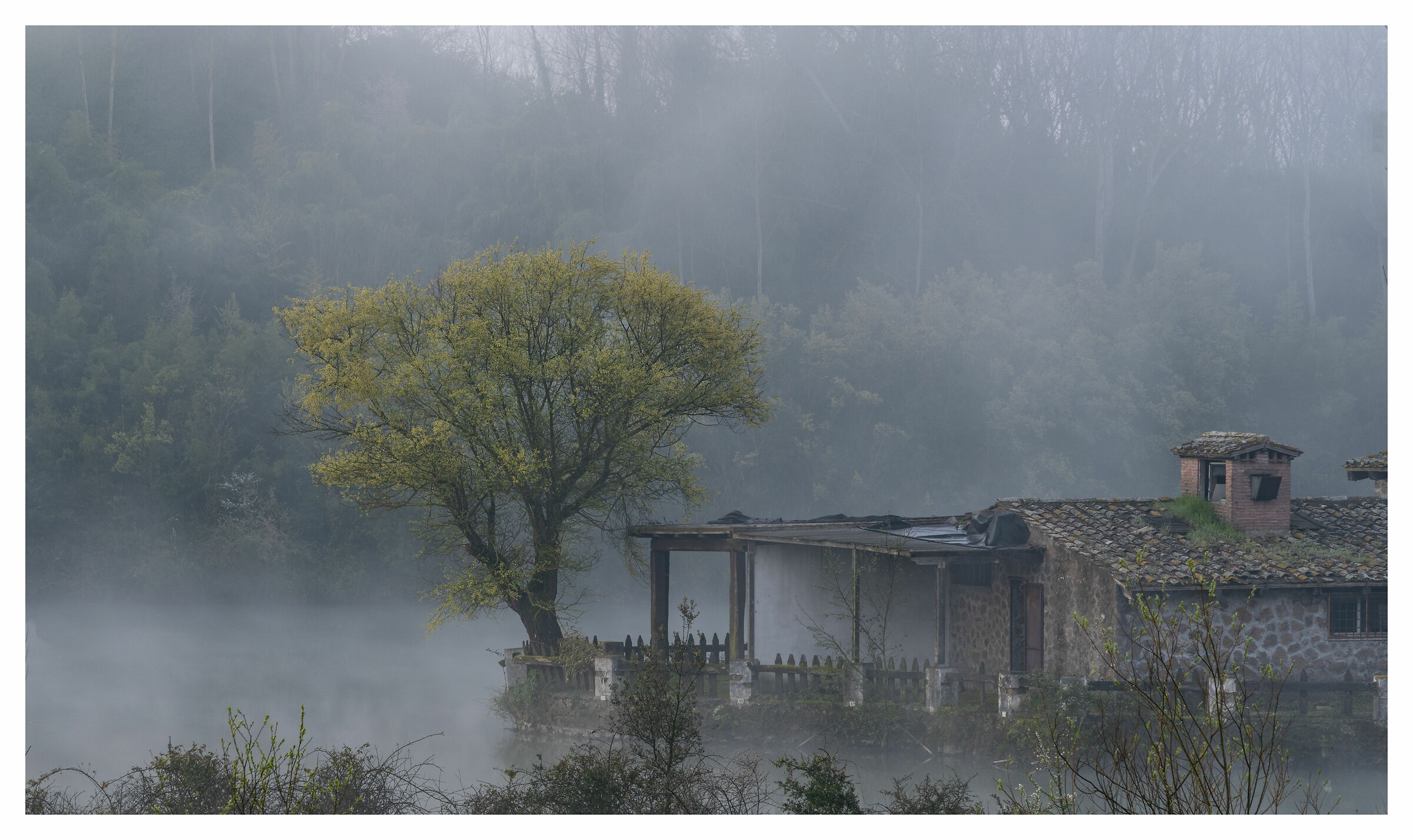 The tree and the water