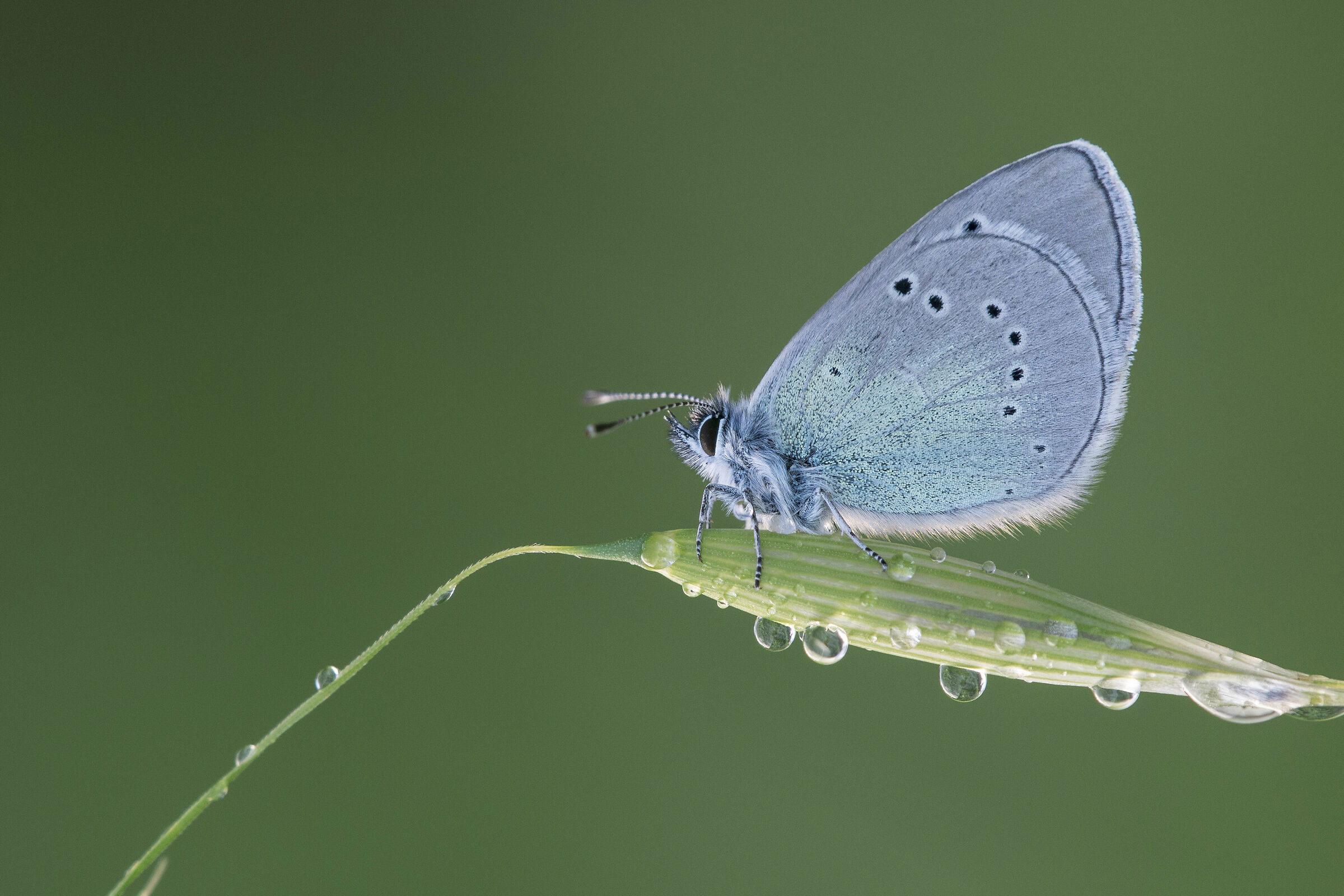 Glaucopsyche (Glaucopsyche) alexis
