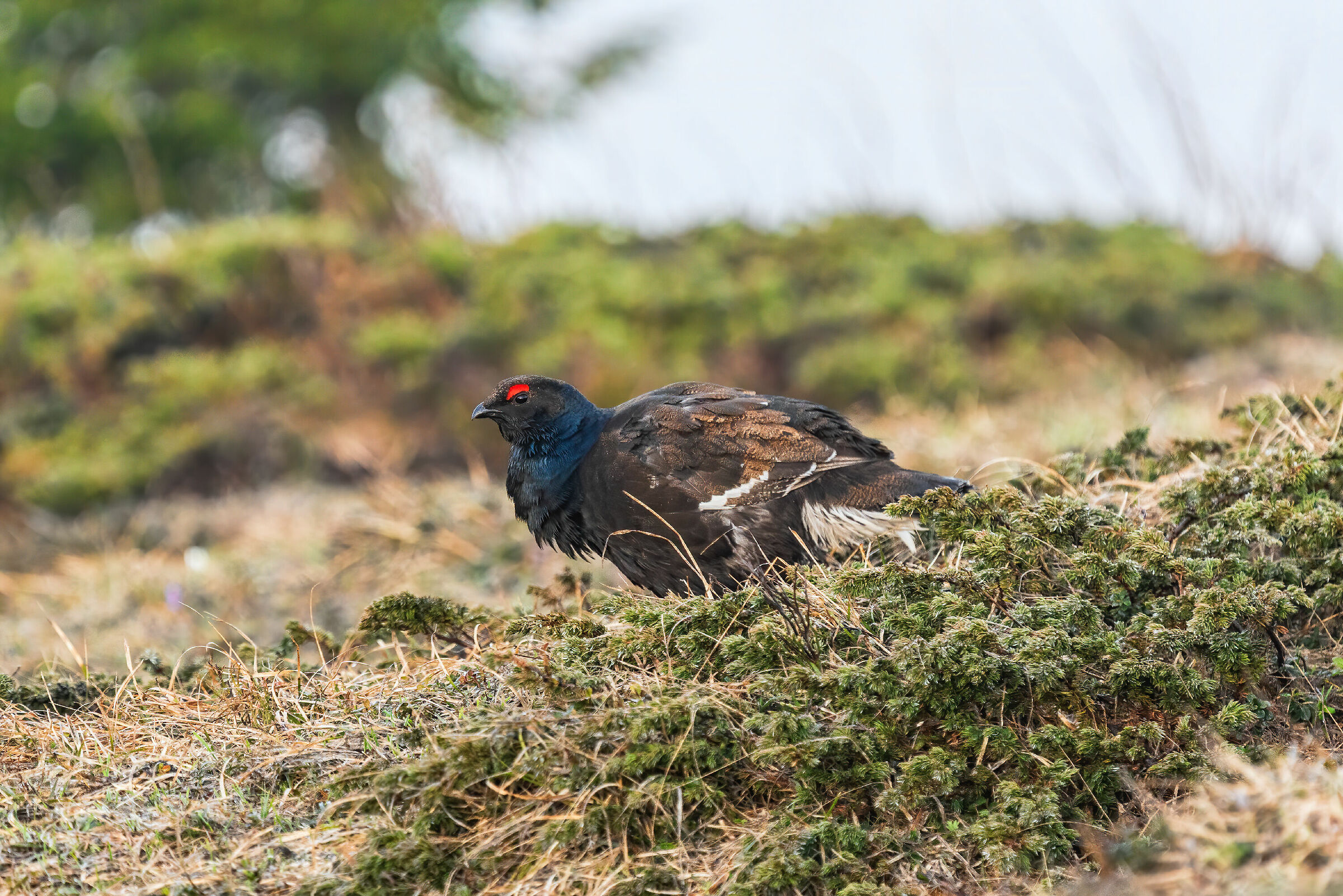 Giovane gallo forcello
