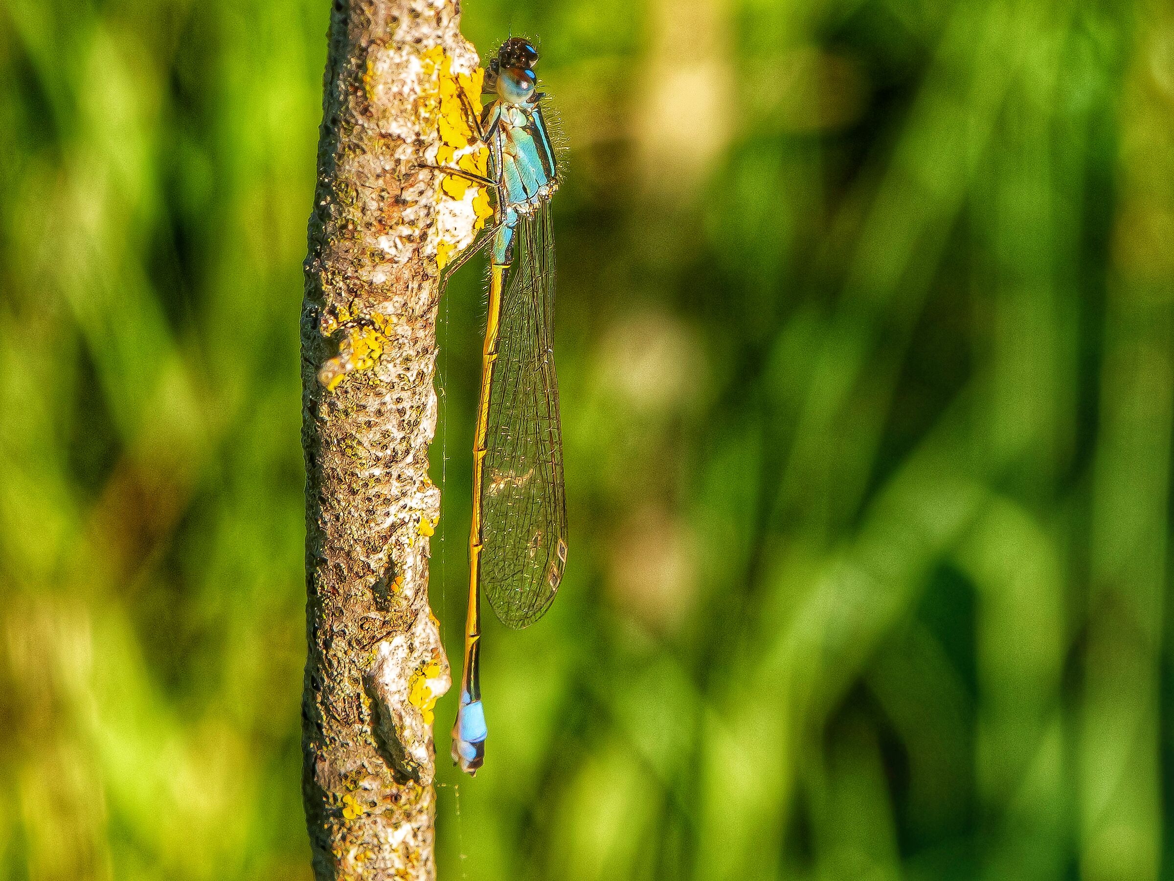 Ischnura heterosticta