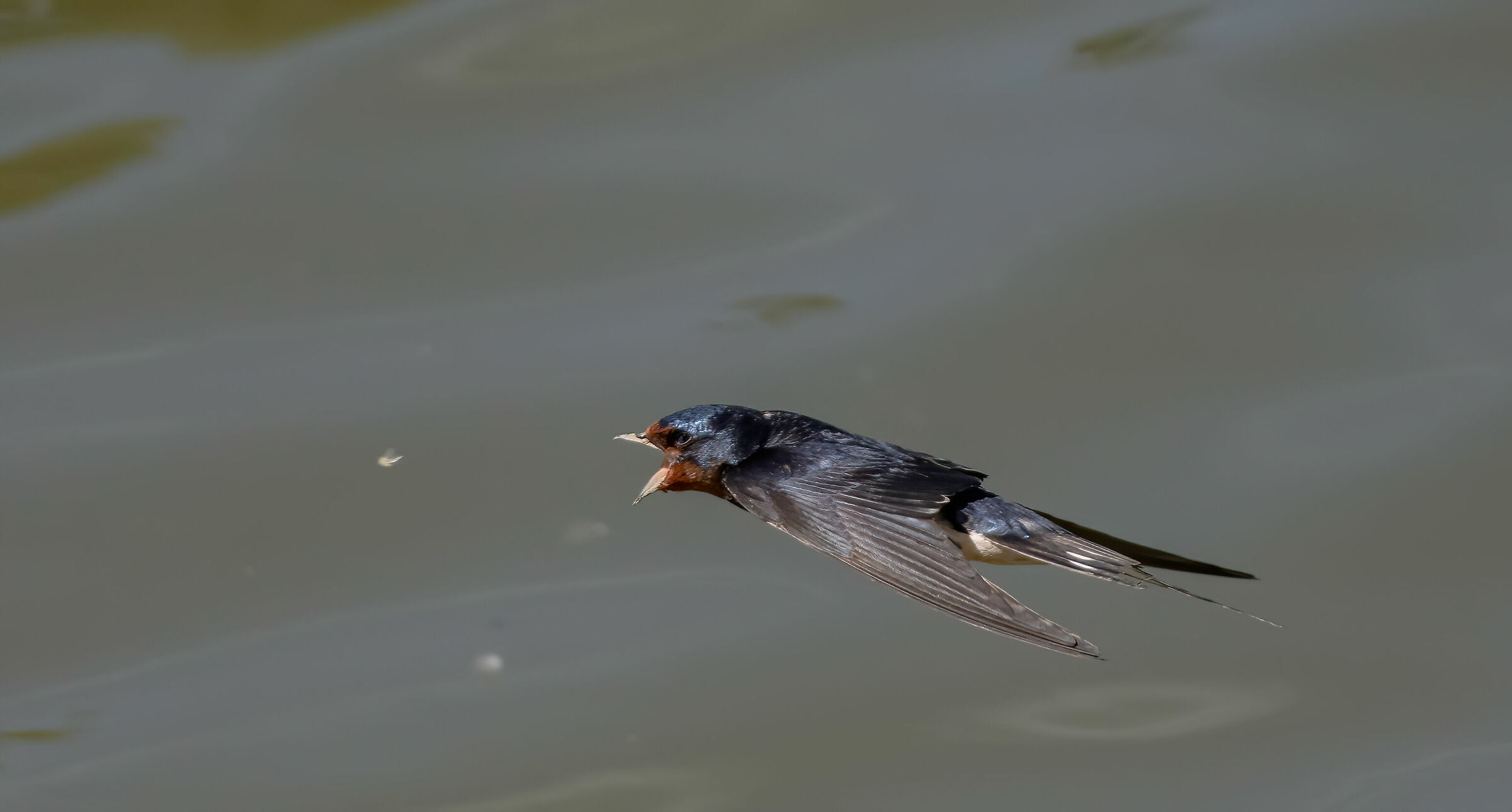 swallow catches insect