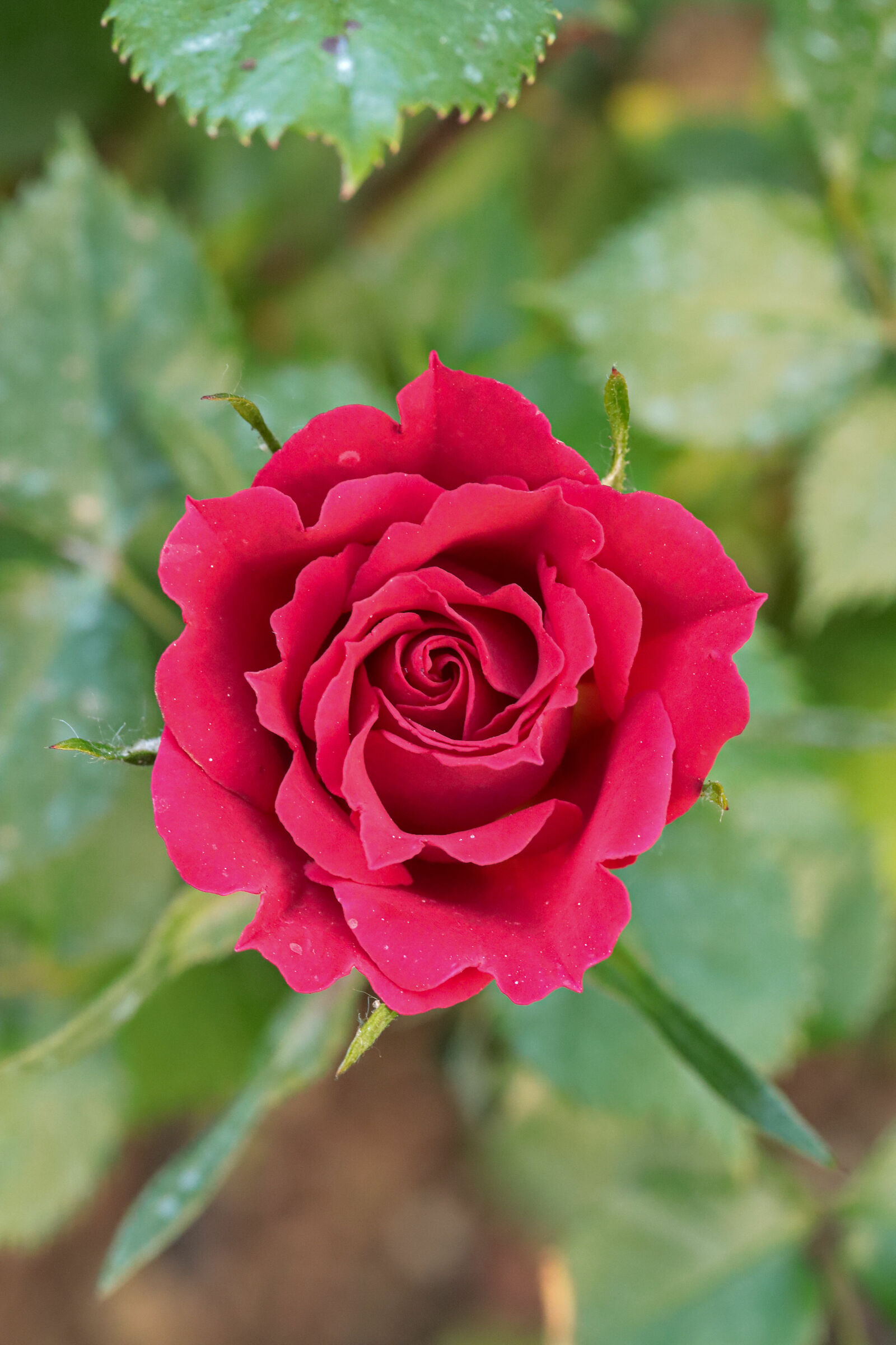 Rose rosse per te...