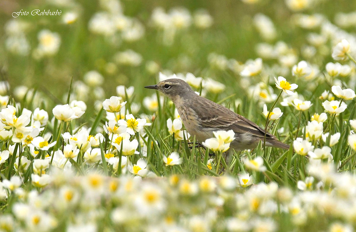 Spioncello...fra gli anemoni...