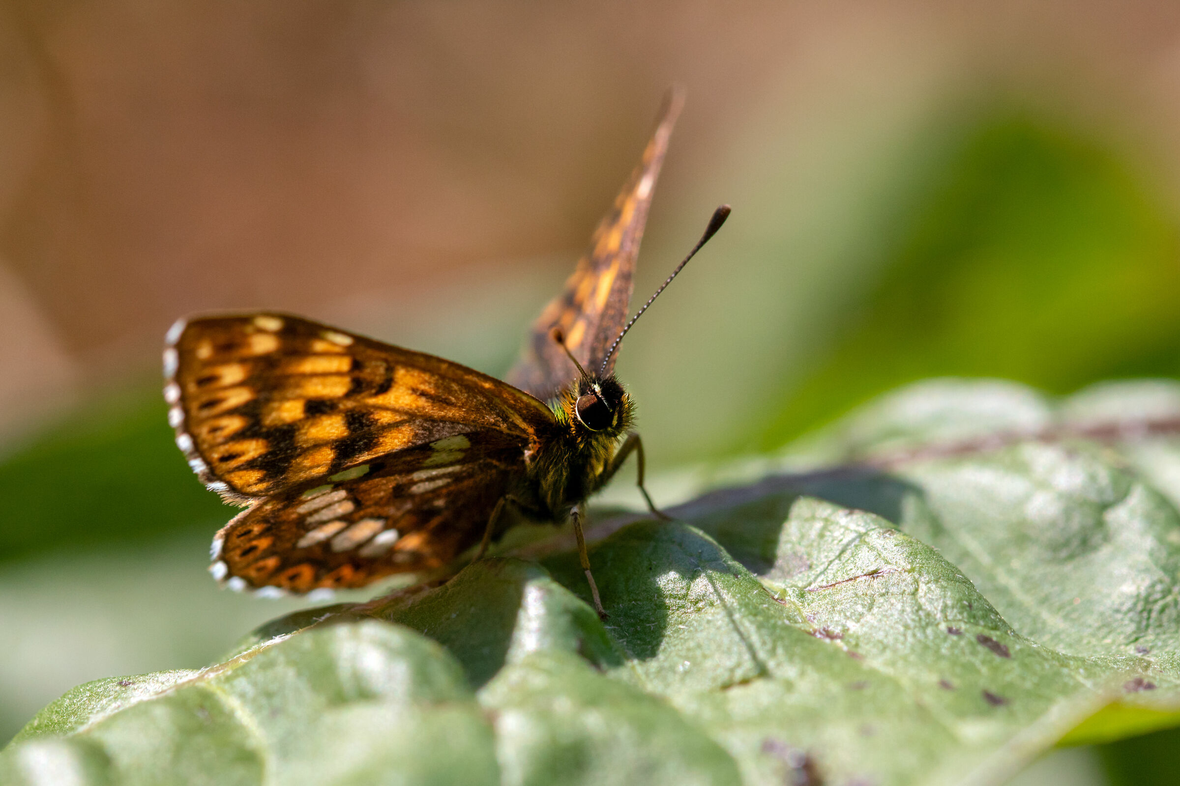 farfalla variegata (Nymphalidae)