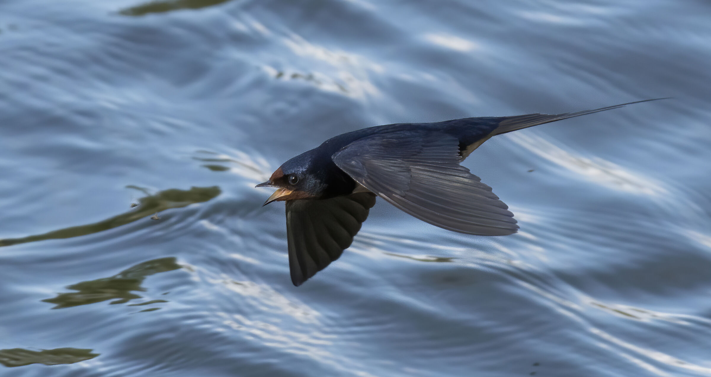 Rondine con 2 zanzare