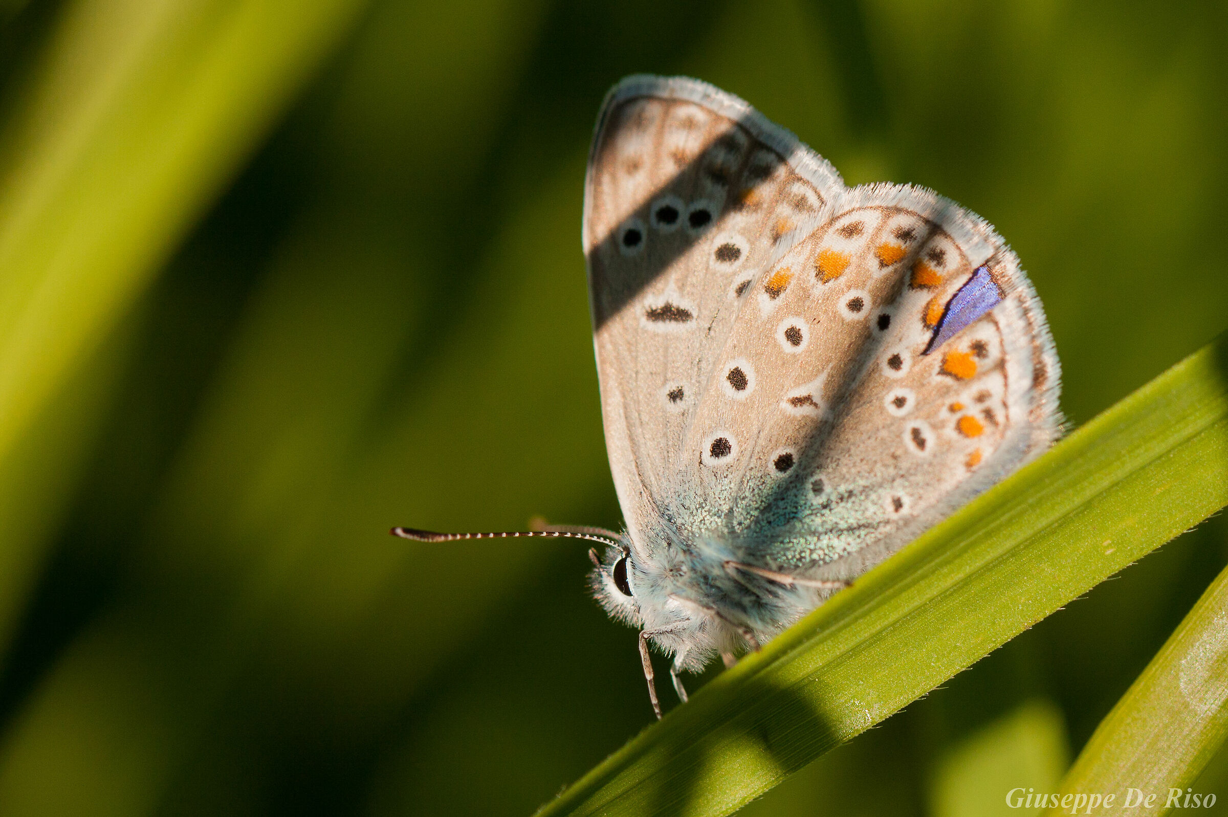 Polyommatus icarus