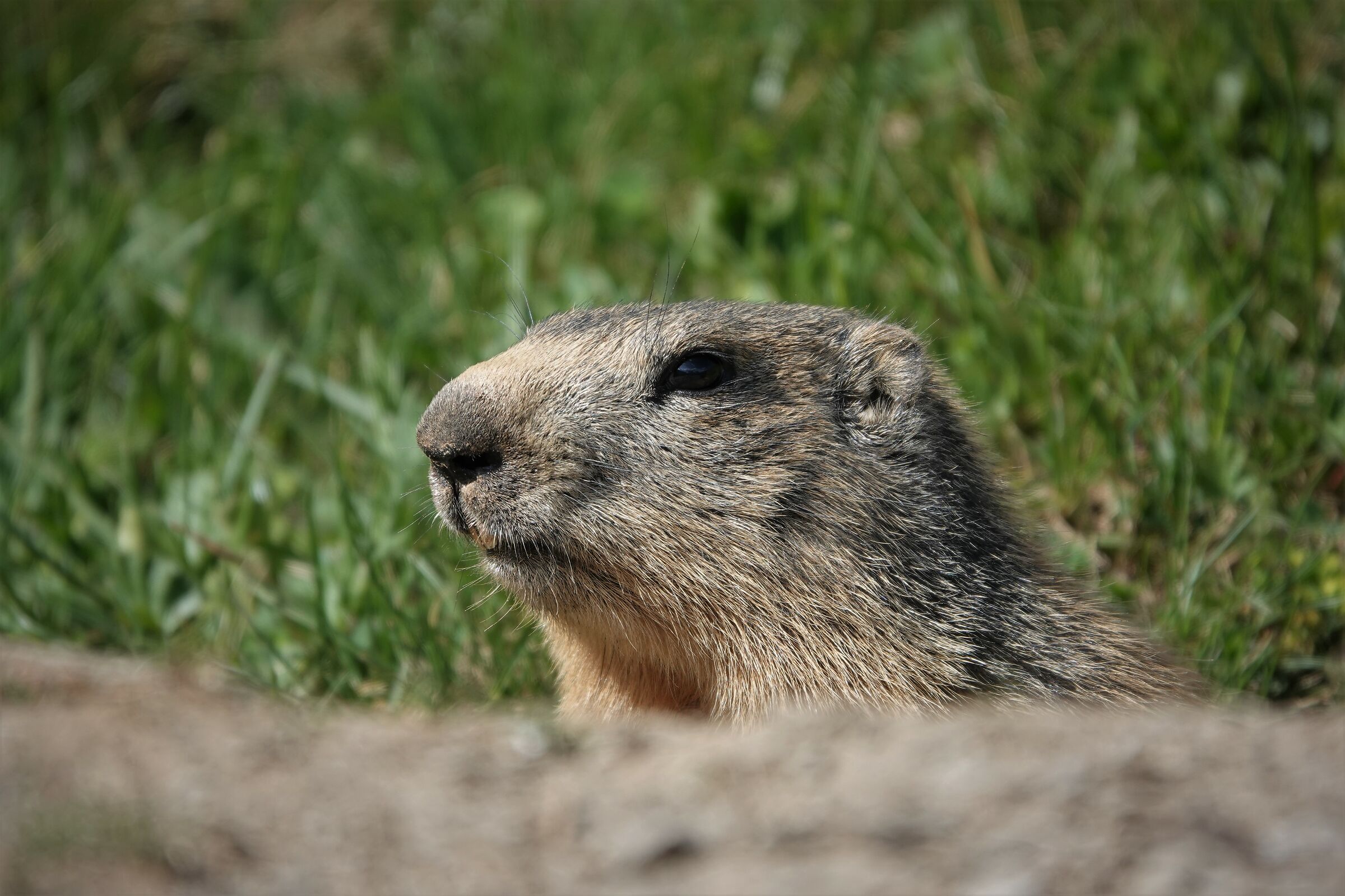 Marmot.... Foreground
