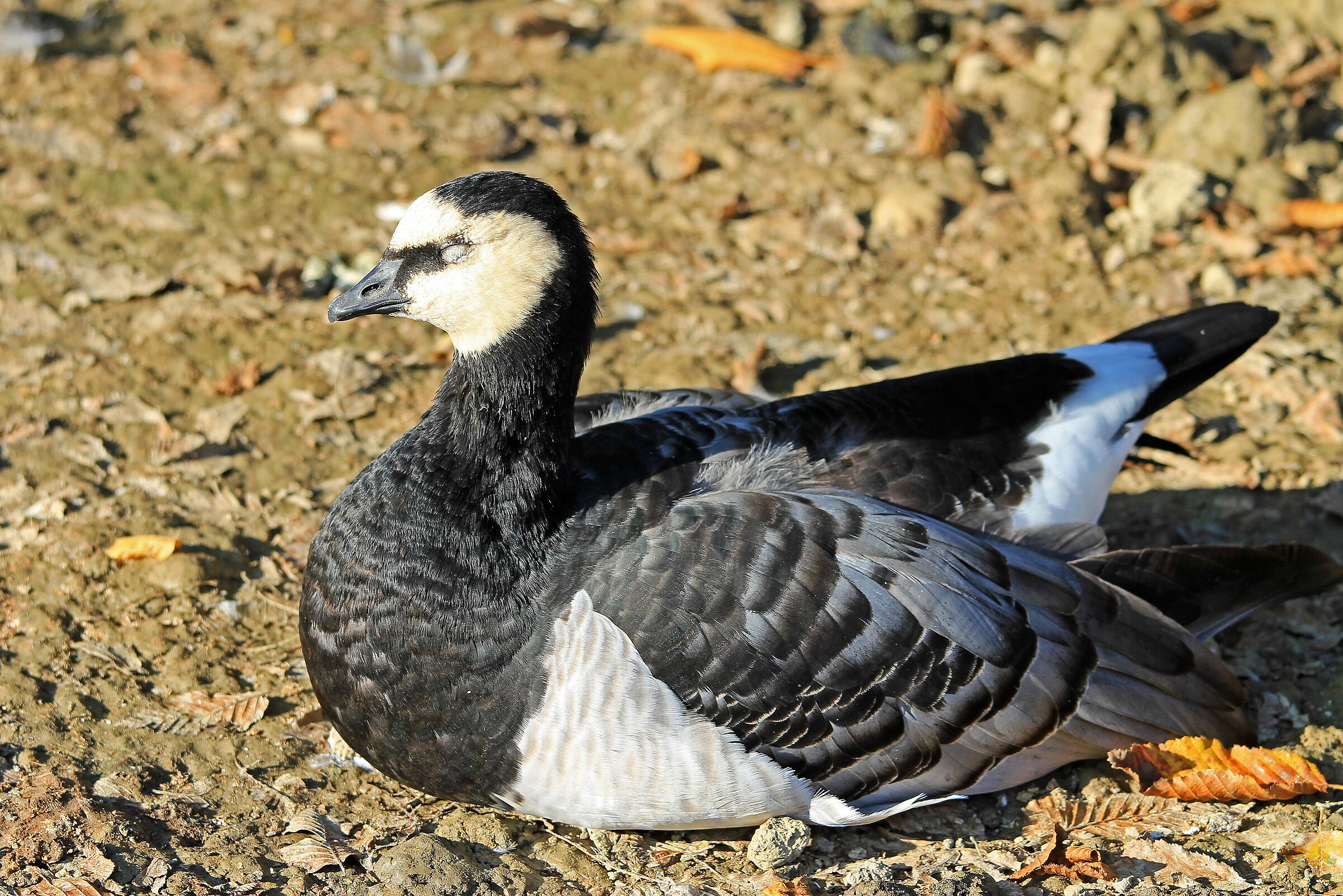 Oca faccia bianca (Branta leucopsis)