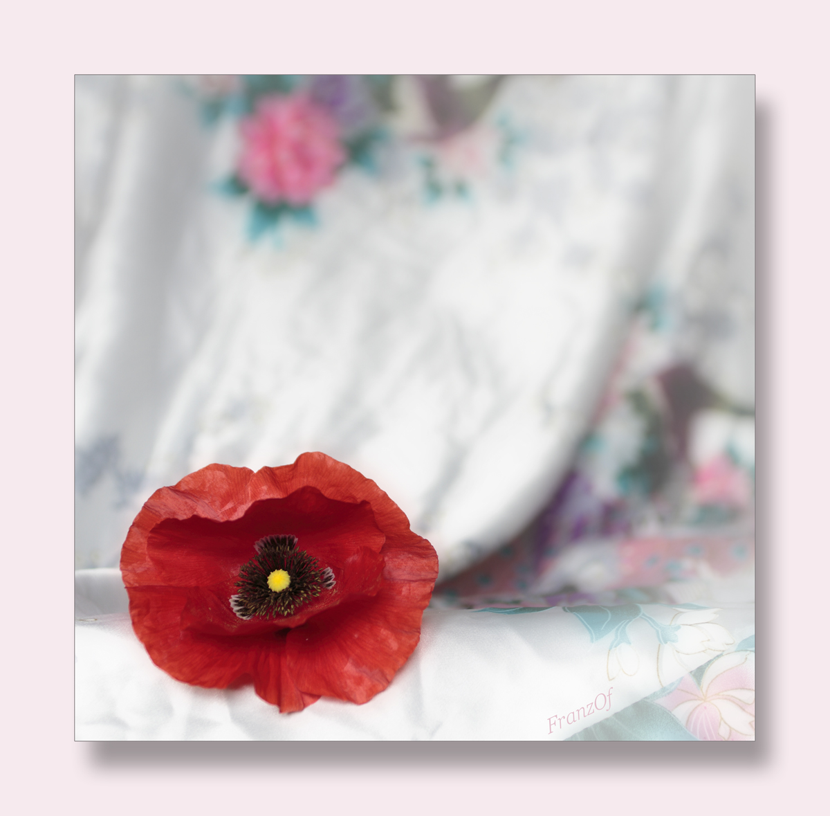 Flowers, wonders of creation