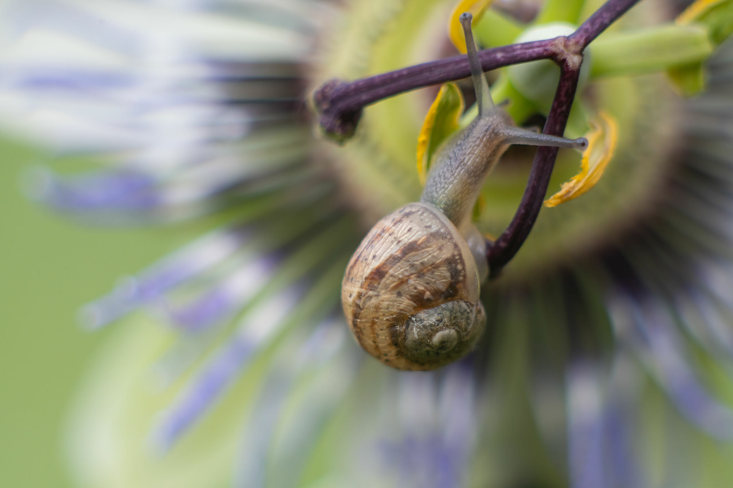 Lumaca su Passiflora