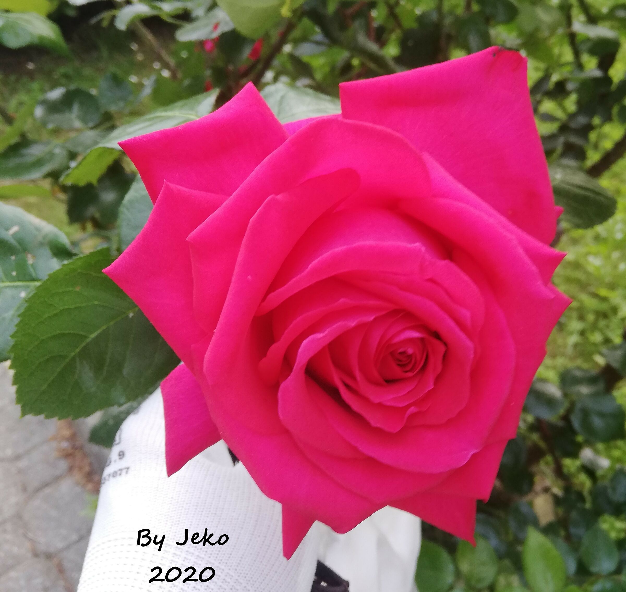 a flower for you in 40ena...