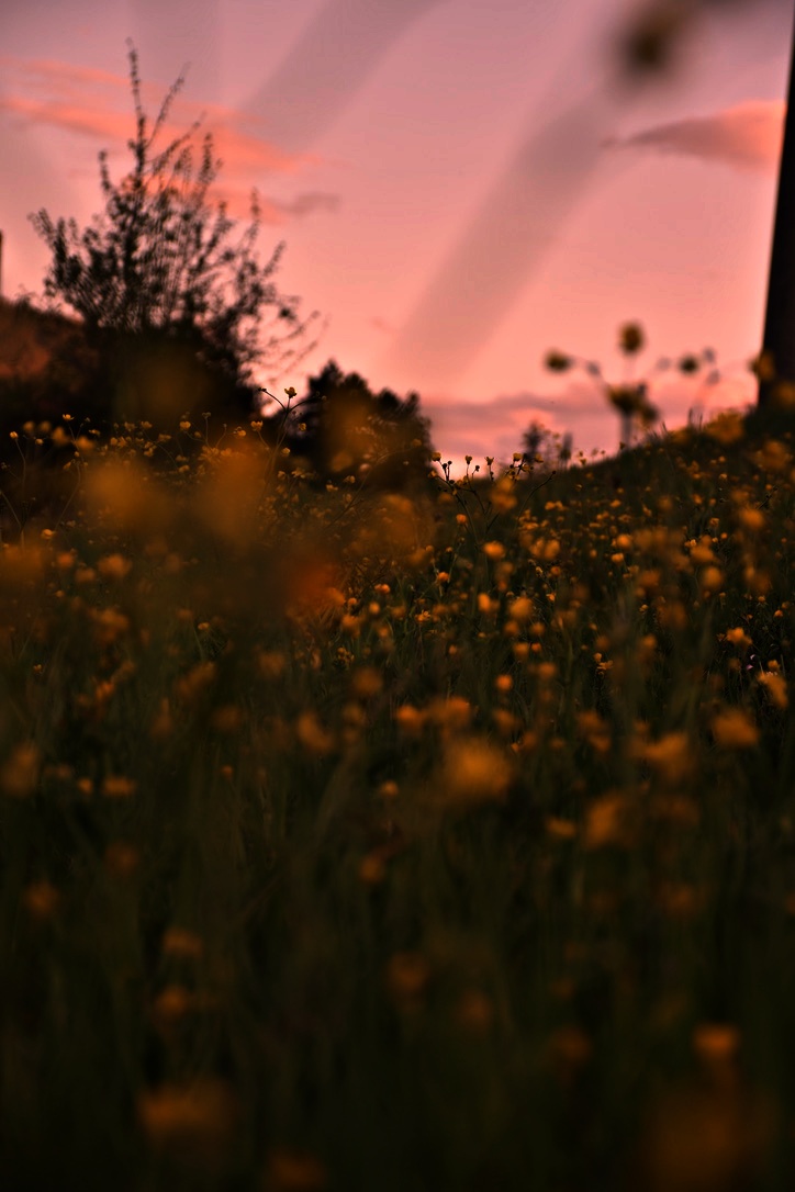 The beauty of spring