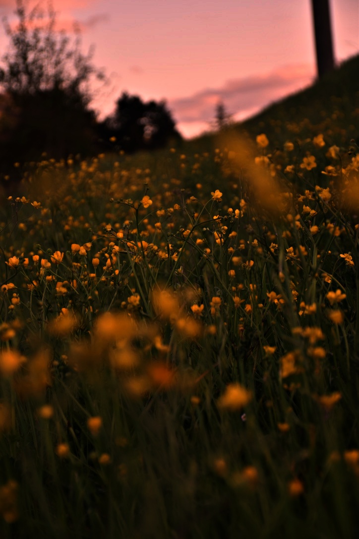 The beauty of spring