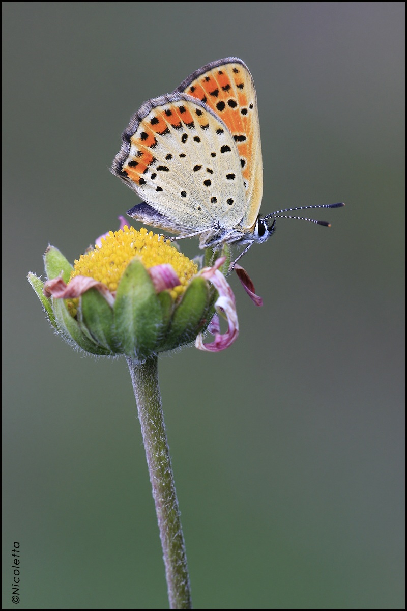 Lycaena tityrus