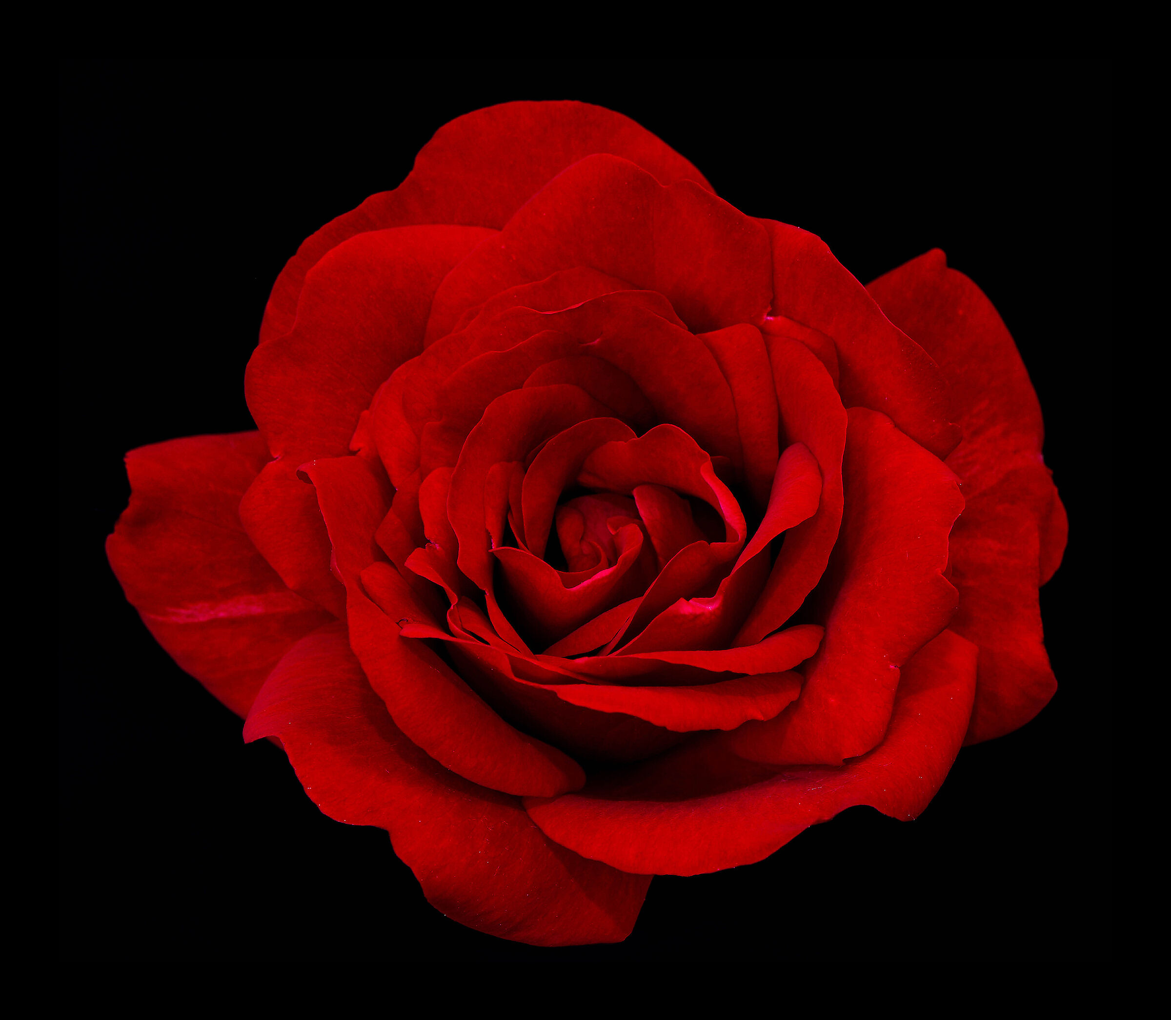 Red rose.