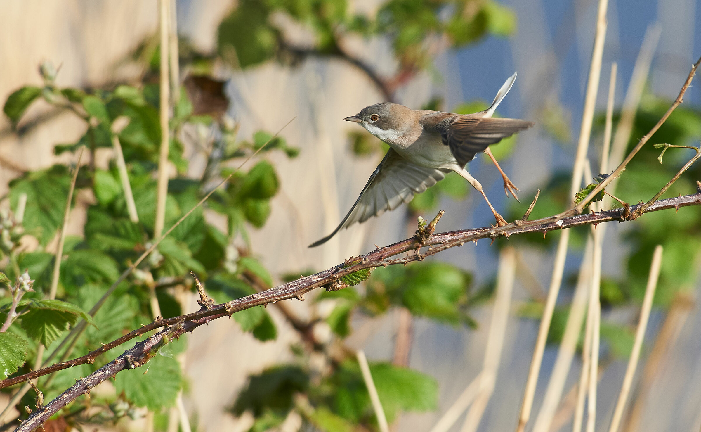 Whitethroat