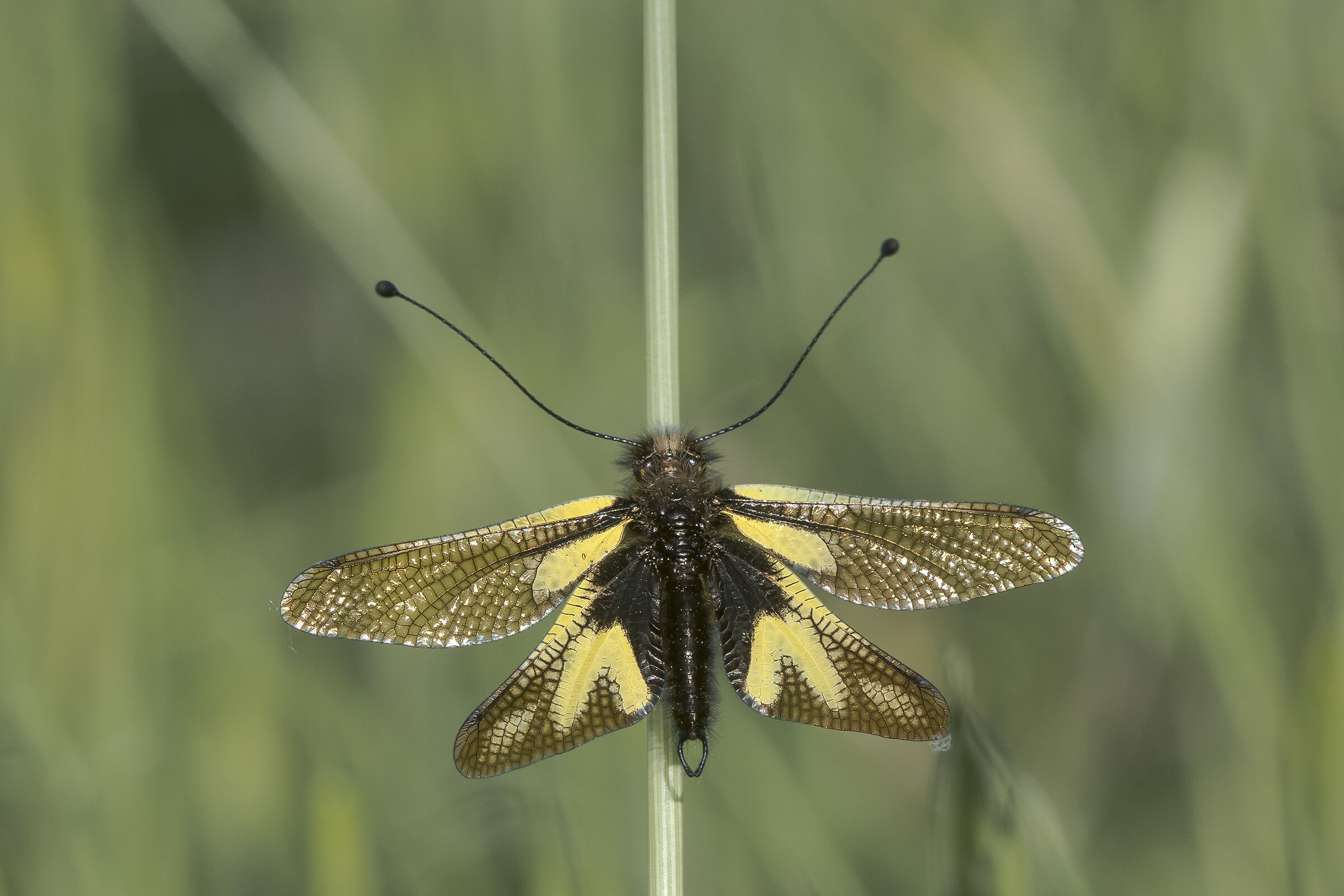 Ascalafo bianco maschio (Libelloides coccajus)