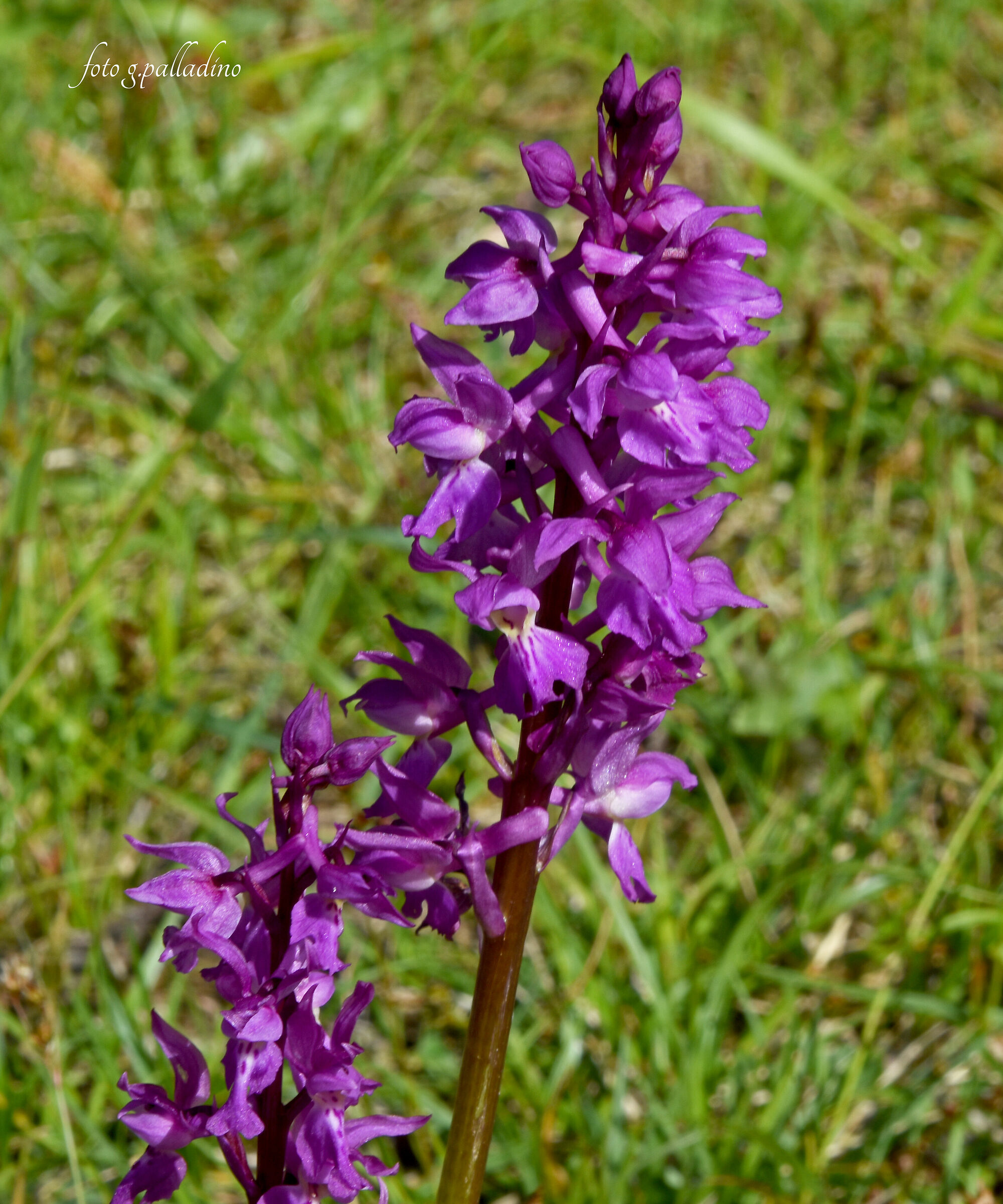 Orchis Mascula