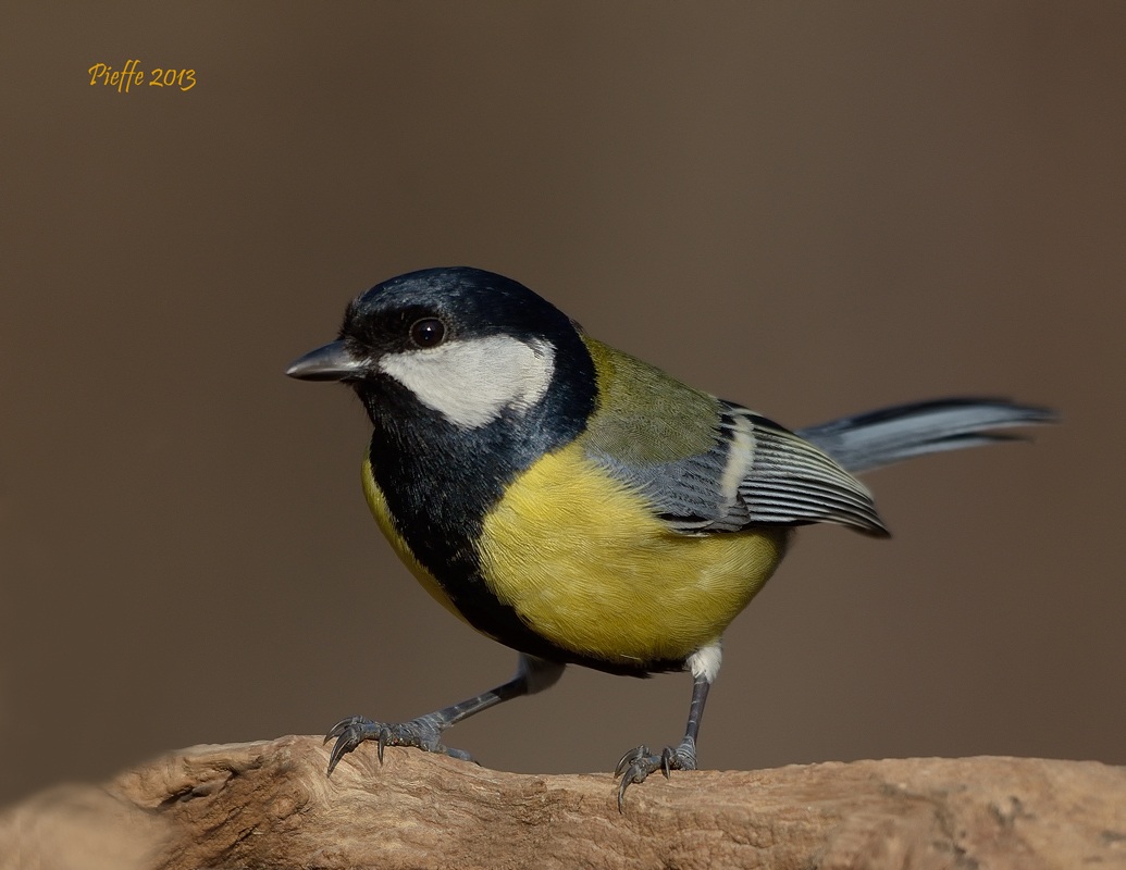 Great Tit ...