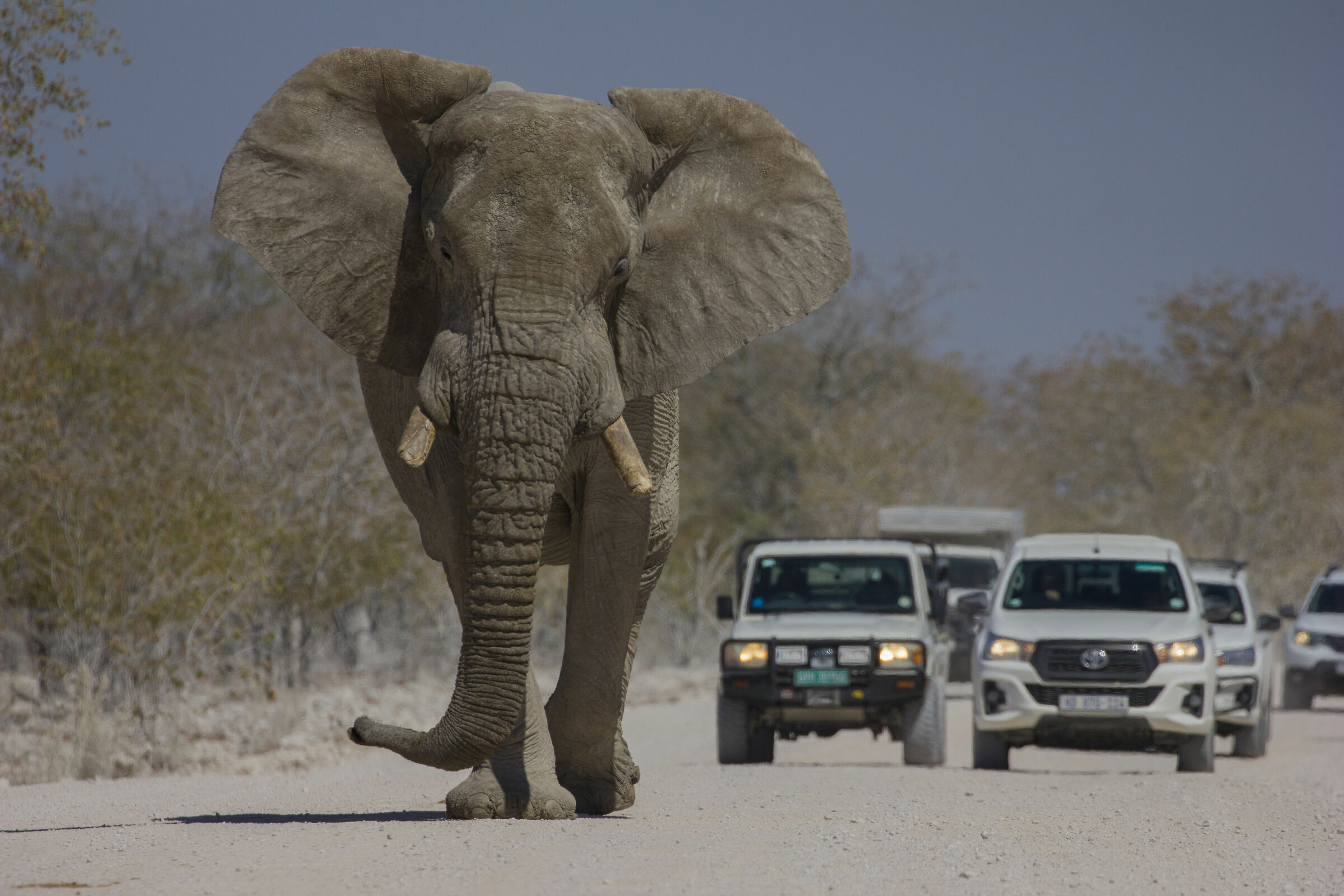 Il ritardatario (Etosha National Park)