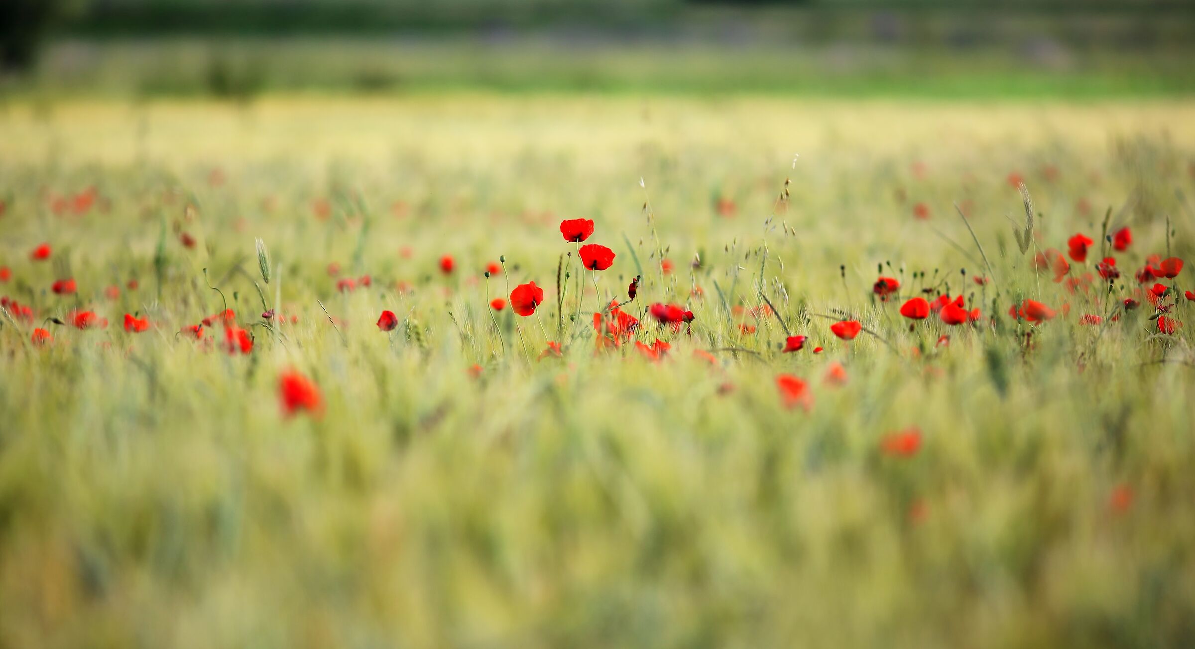 Un papavero, 100 papaveri.....