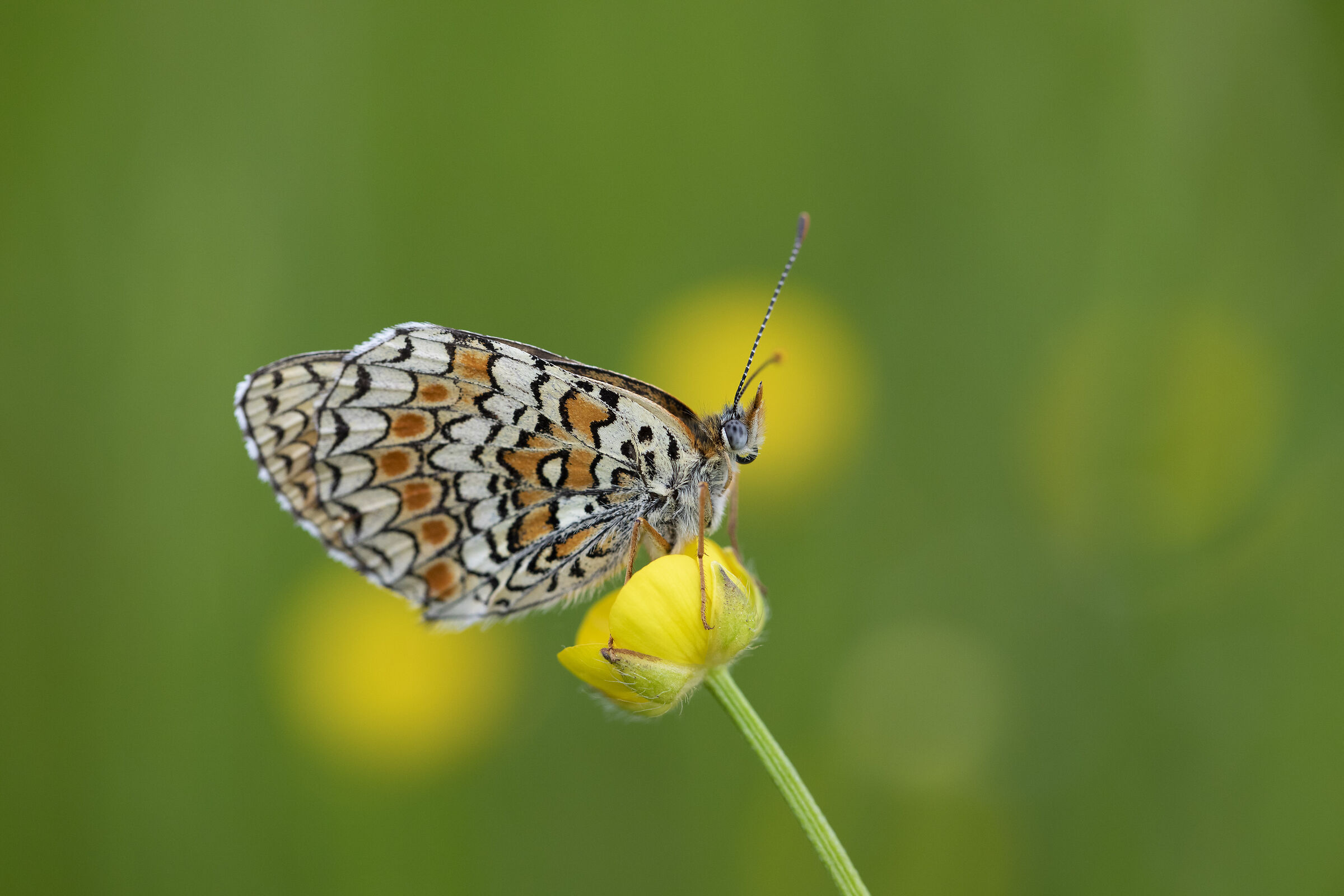 Yellow Flower with Butterfly