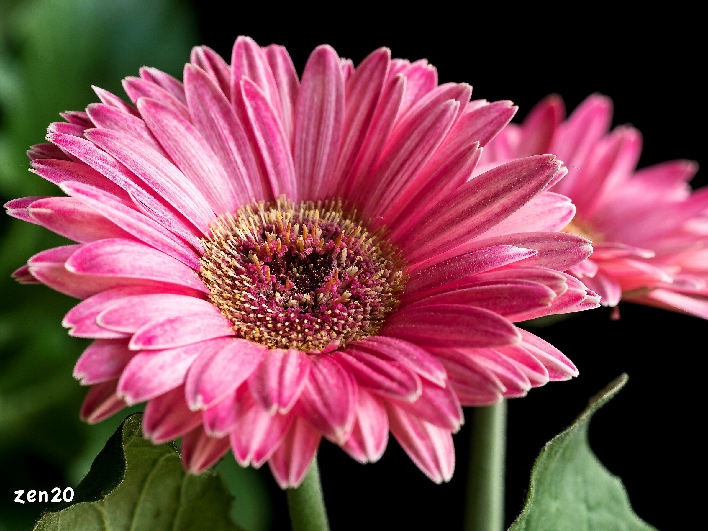 Gerbera