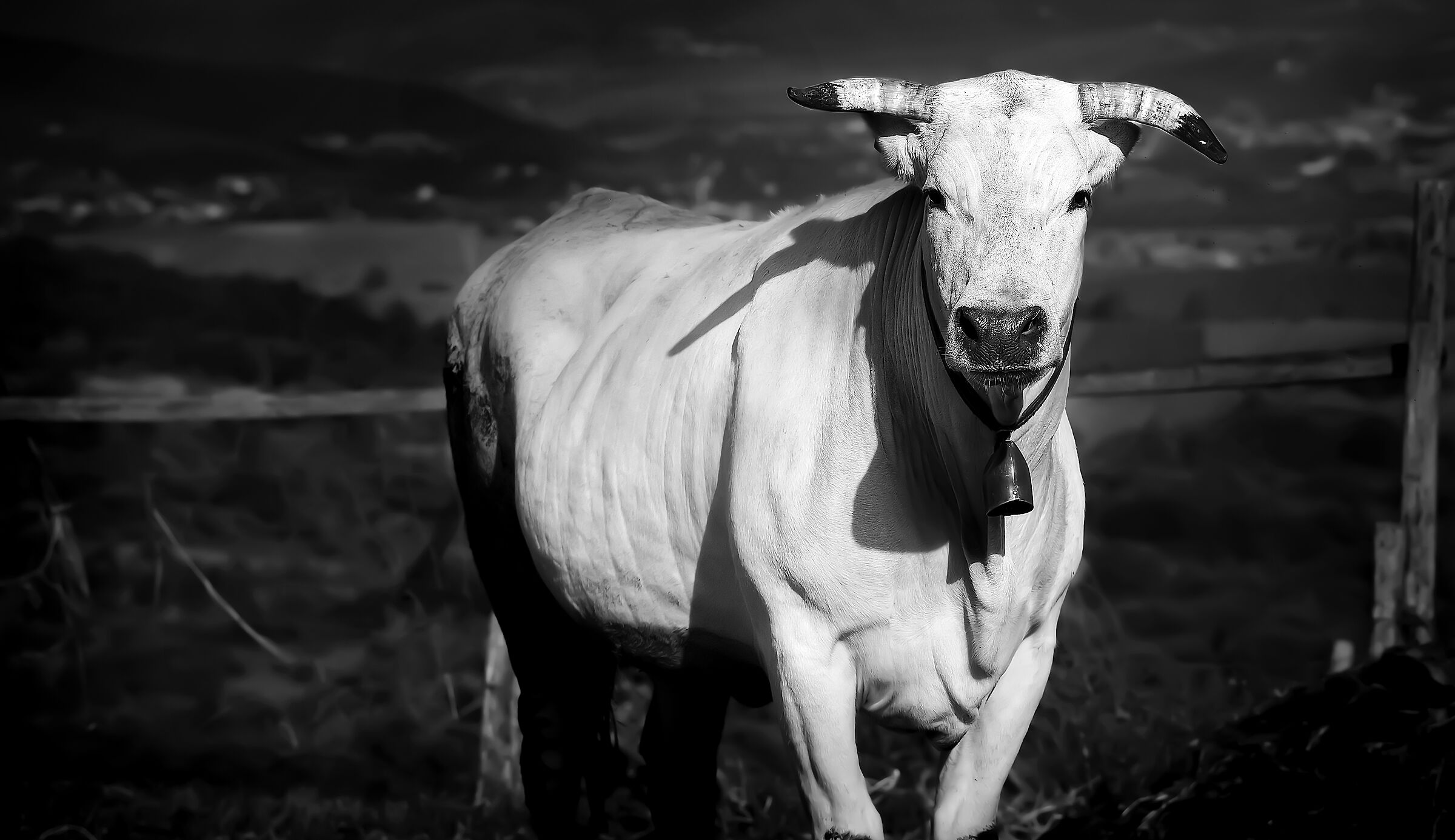 chianina