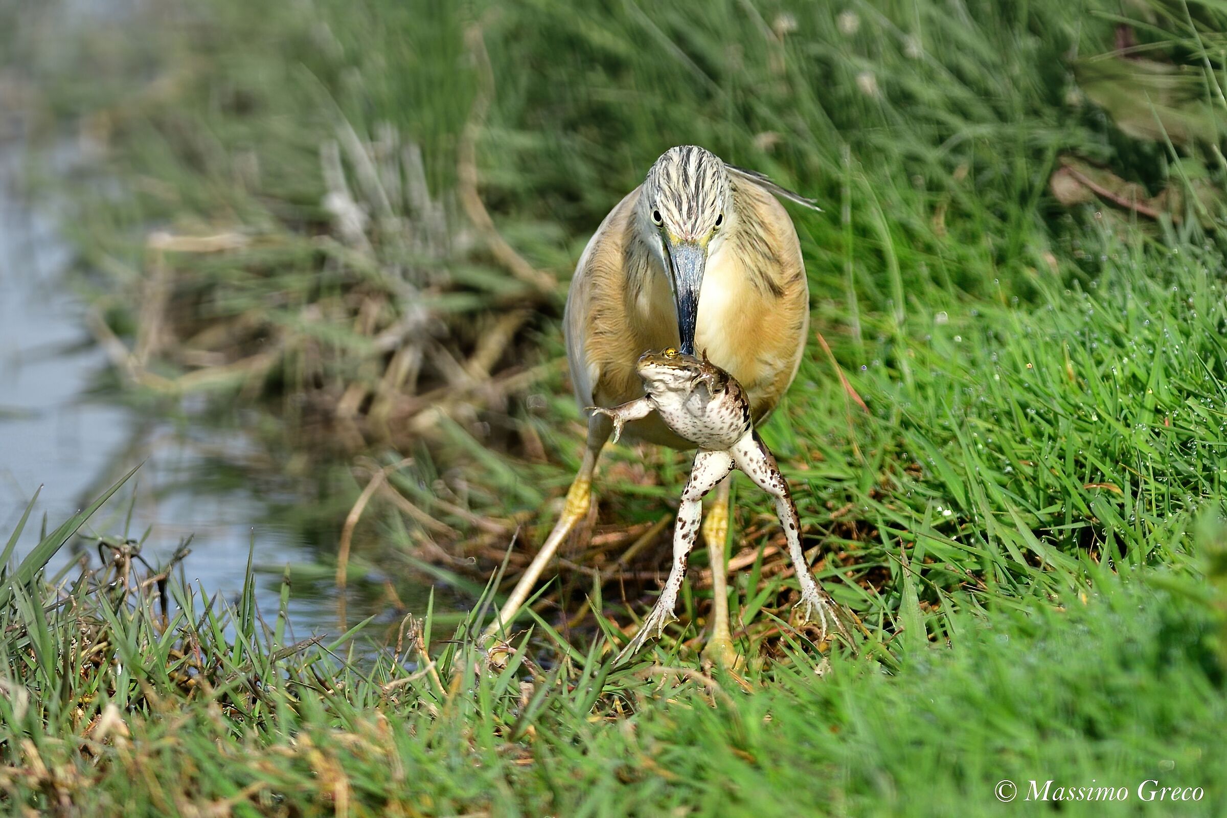 The Tufted Sgarza and the Frog