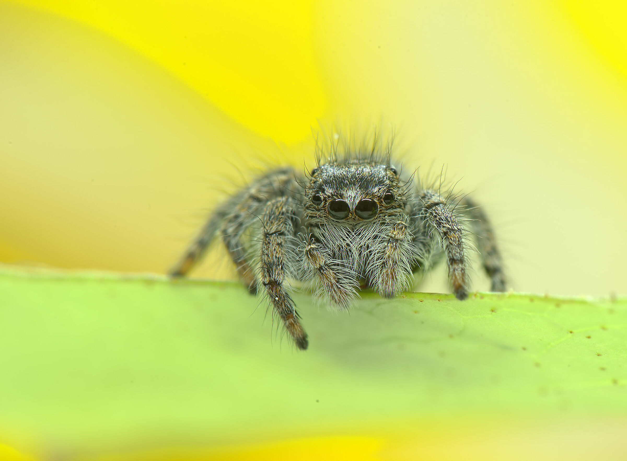 Salticidae