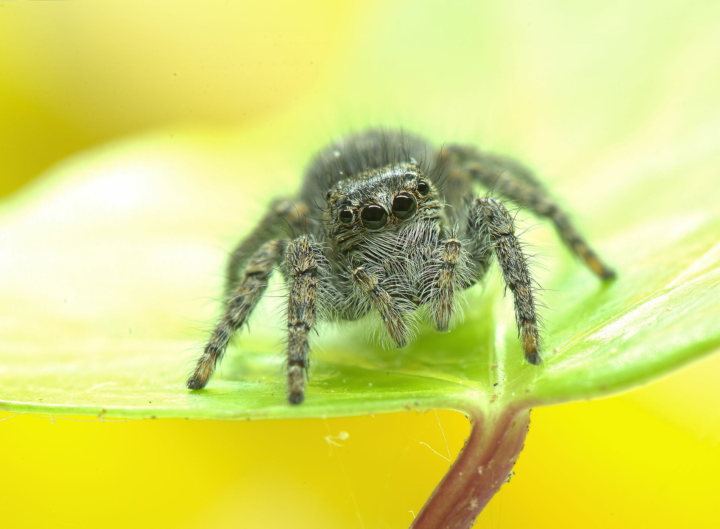 Salticidae