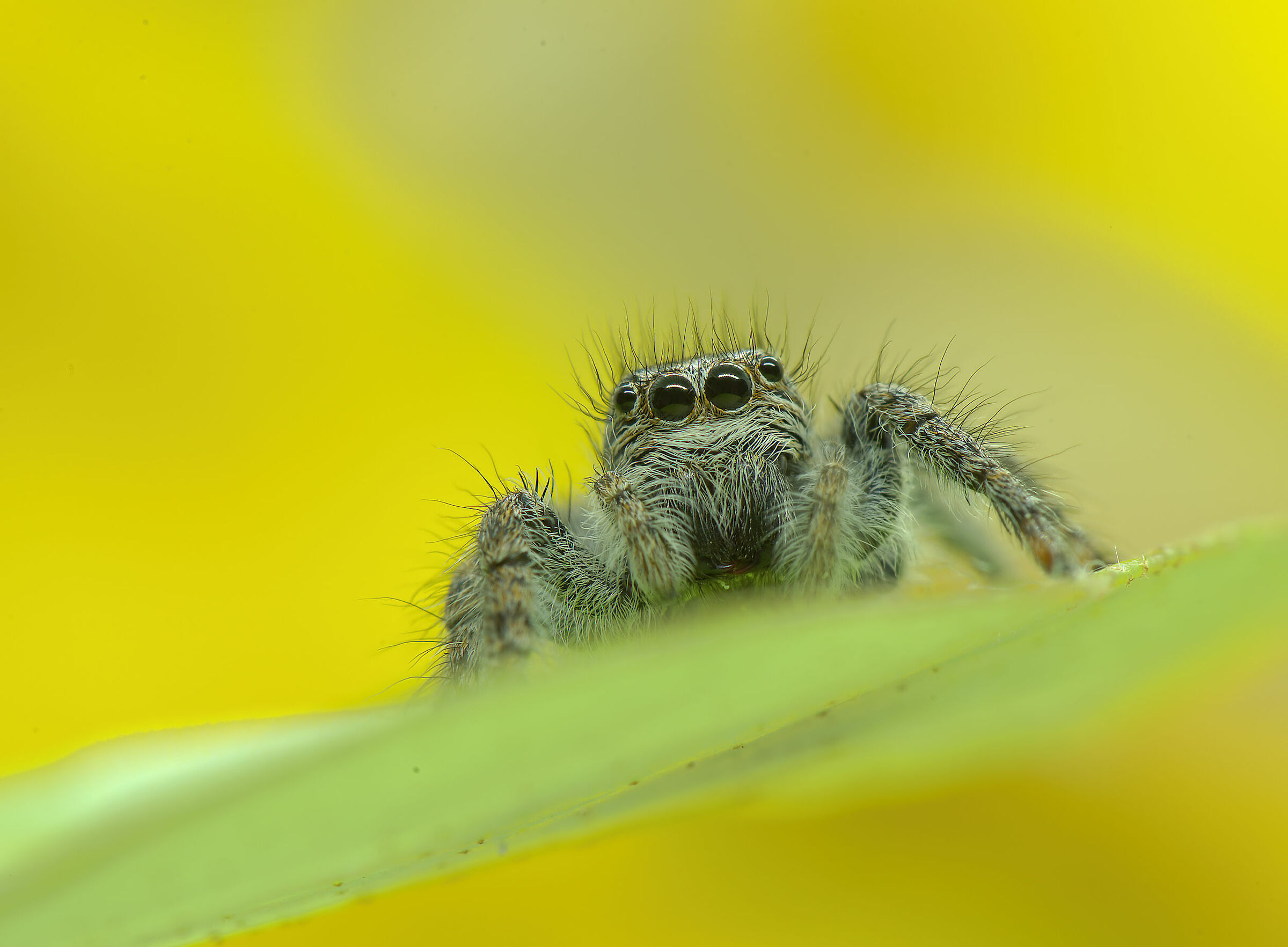 Salticidae