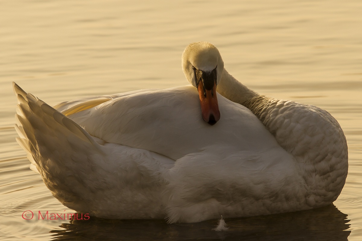 ... sinuoso, intrigante ... all'alba