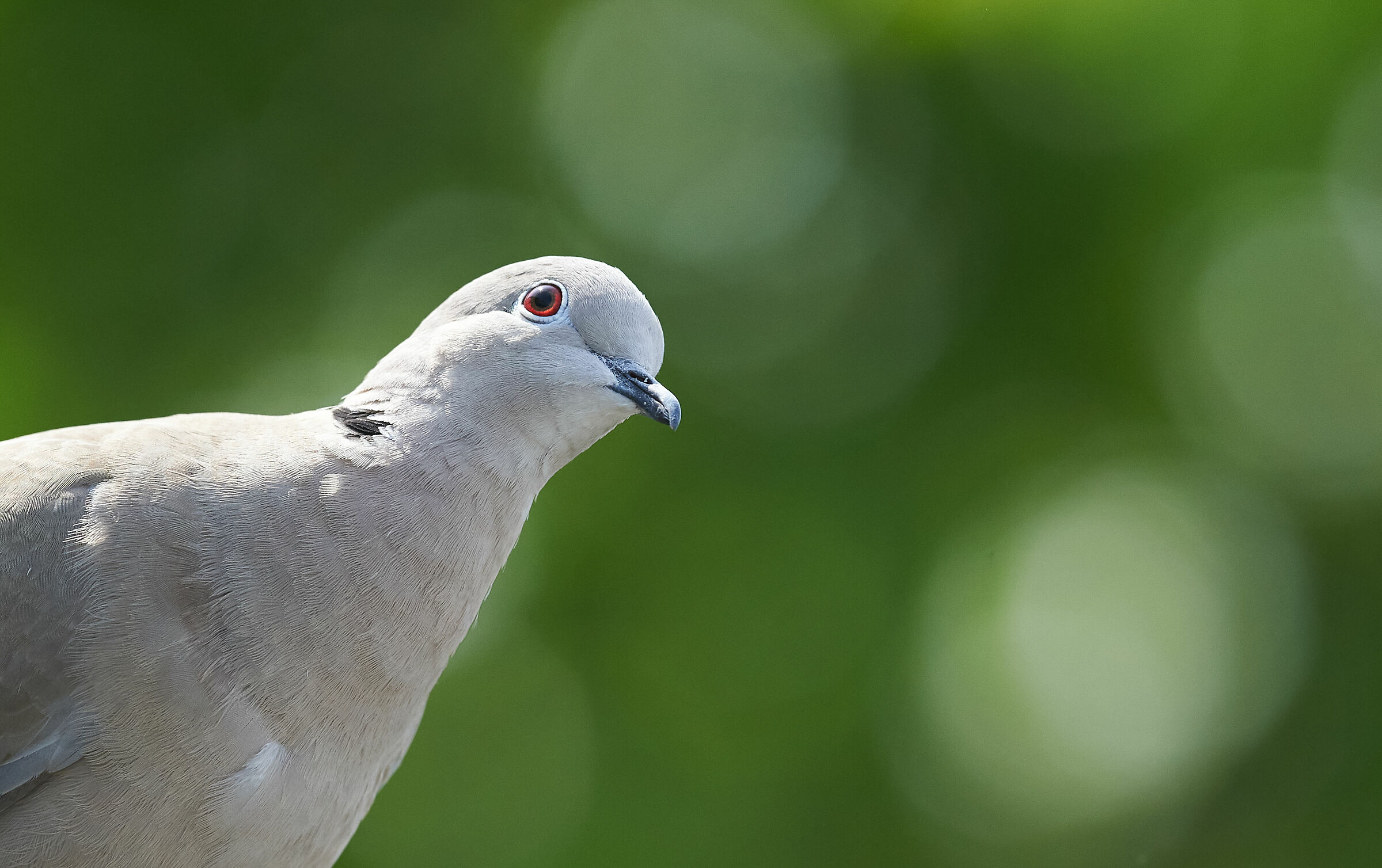 Collared dove