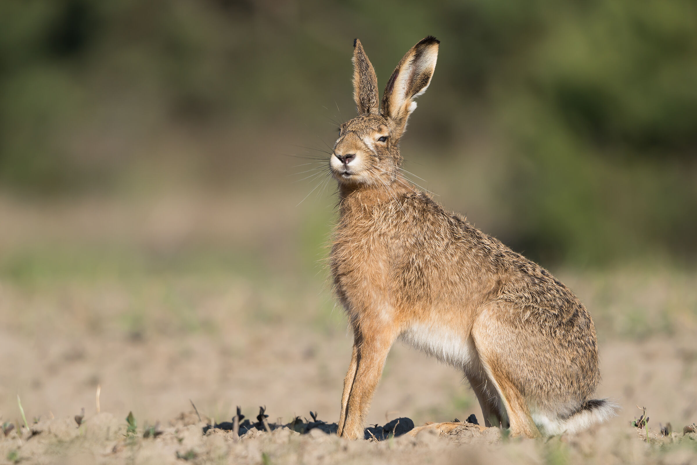 Brown hare (Lepus europaeus)