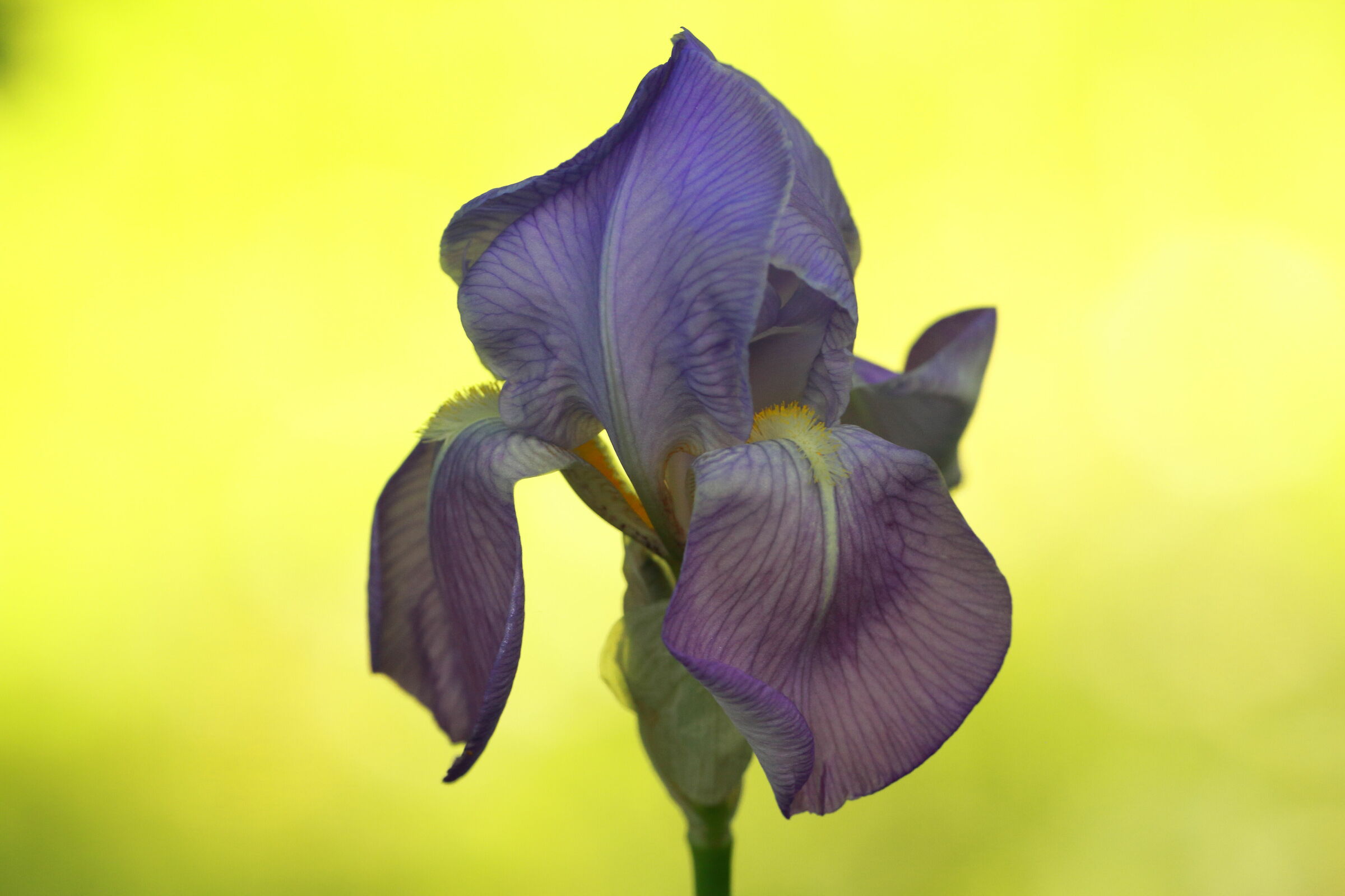 Iris