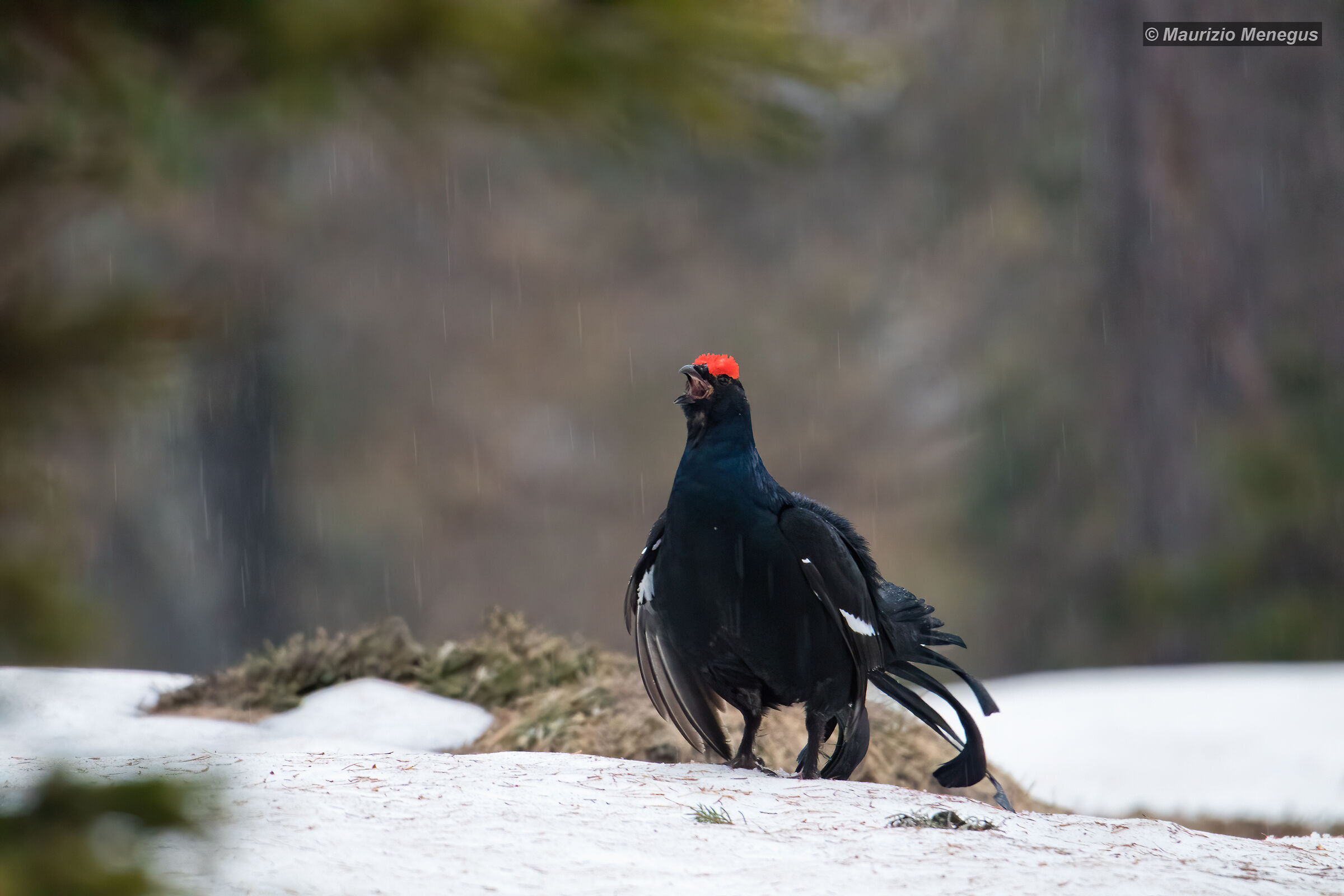 Forcello sotto la pioggia
