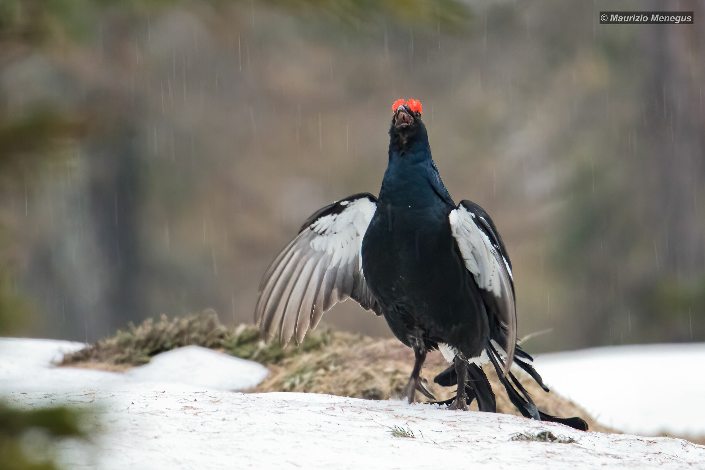 Forcello maggio 2020