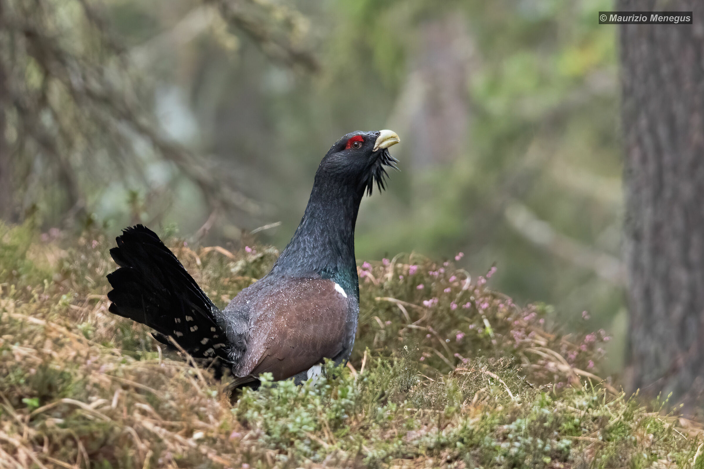 Gallo Cedrone sotto la pioggia - maggio 2020