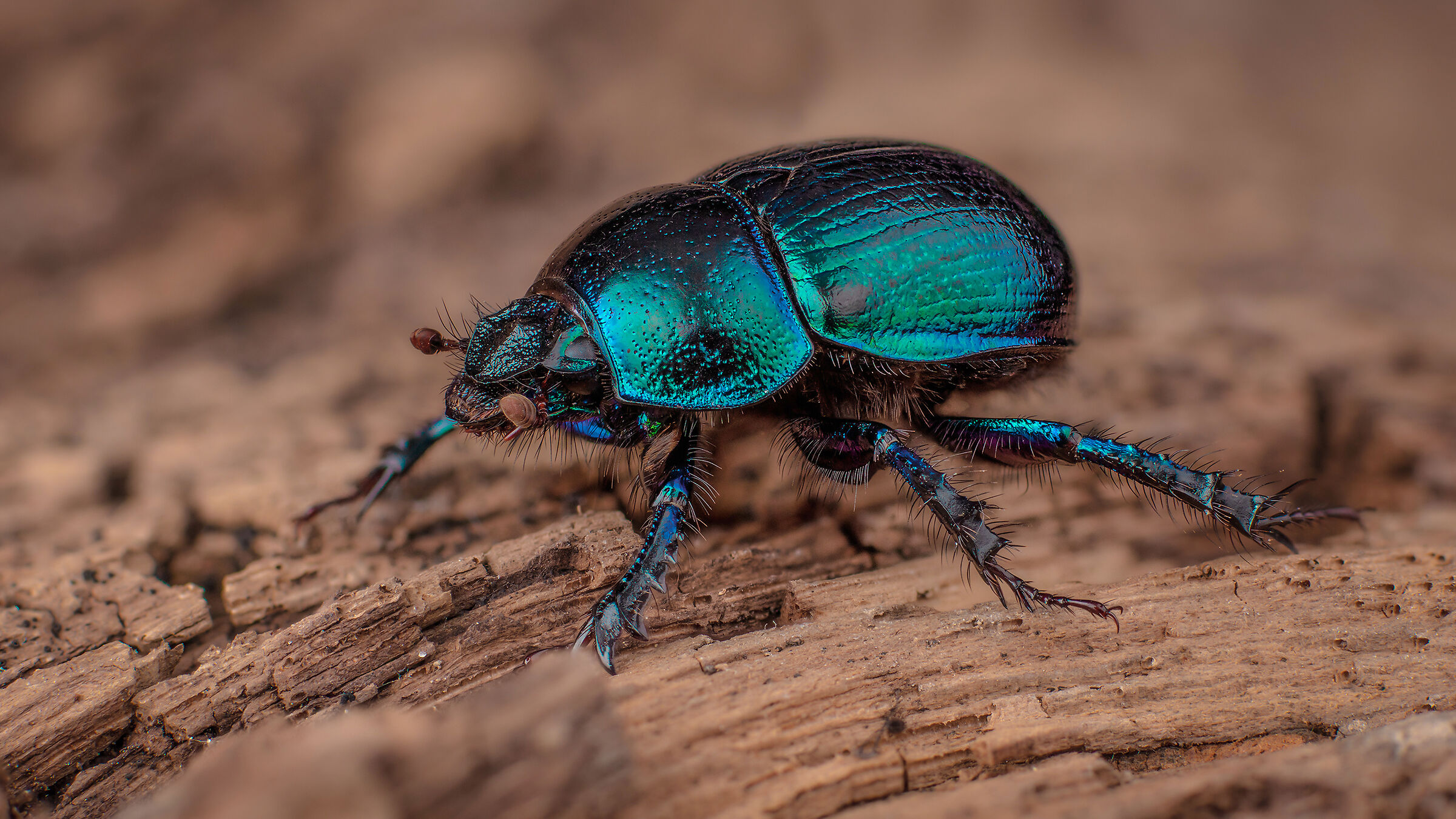 Vernalis di Trypocopris