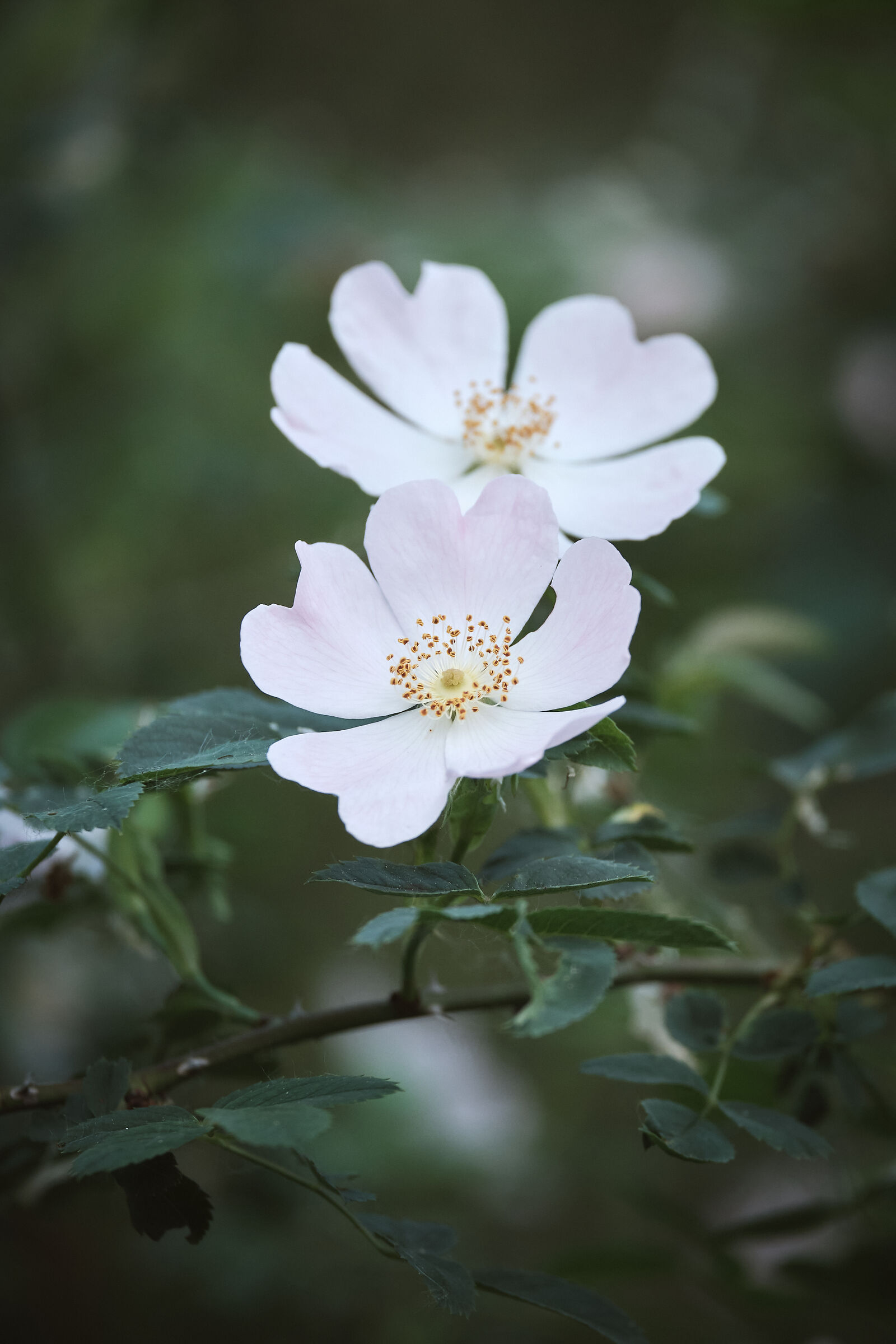 On the banks of the Sesia River